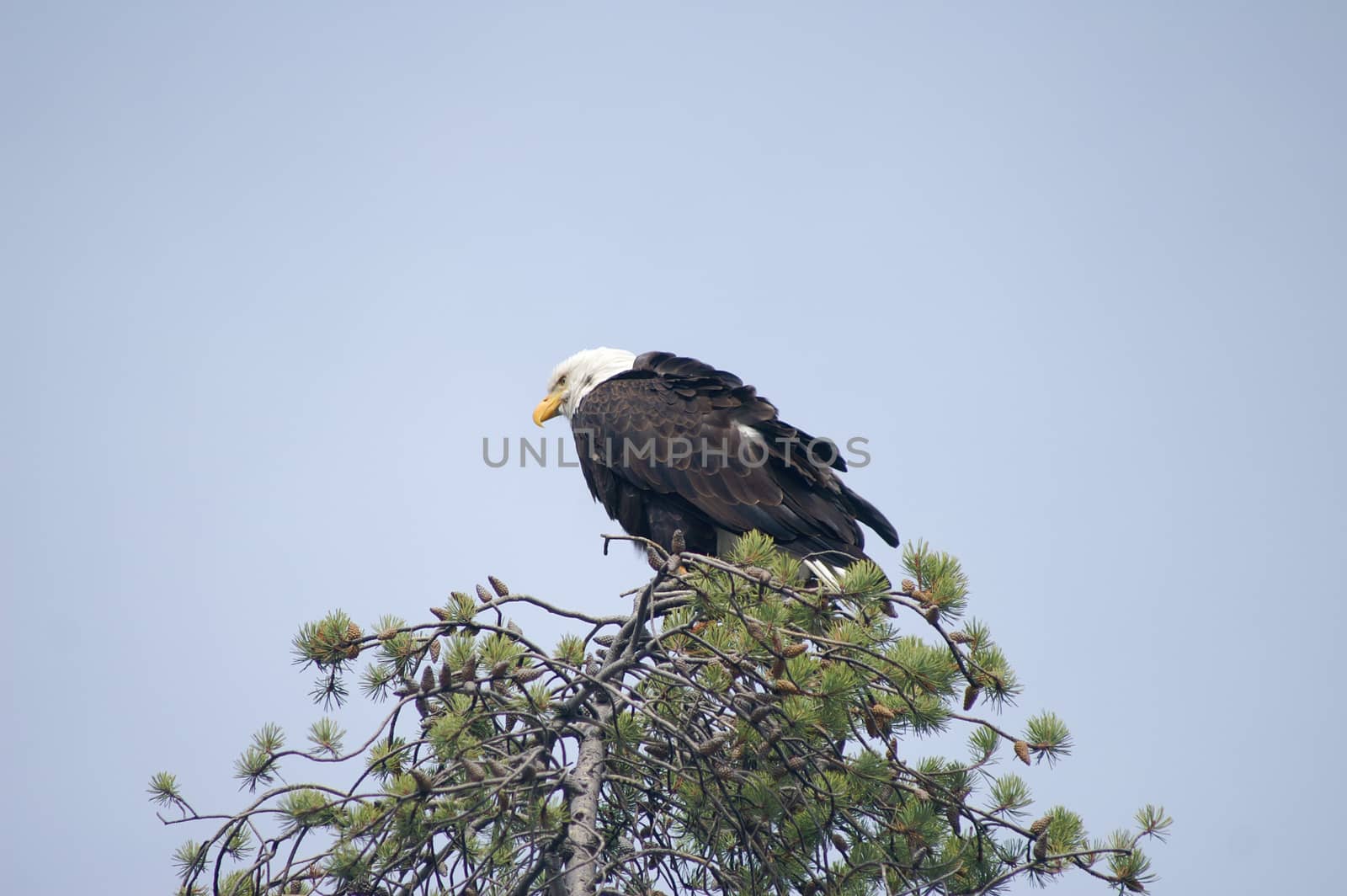 Bald eagle looking for prey by emattil