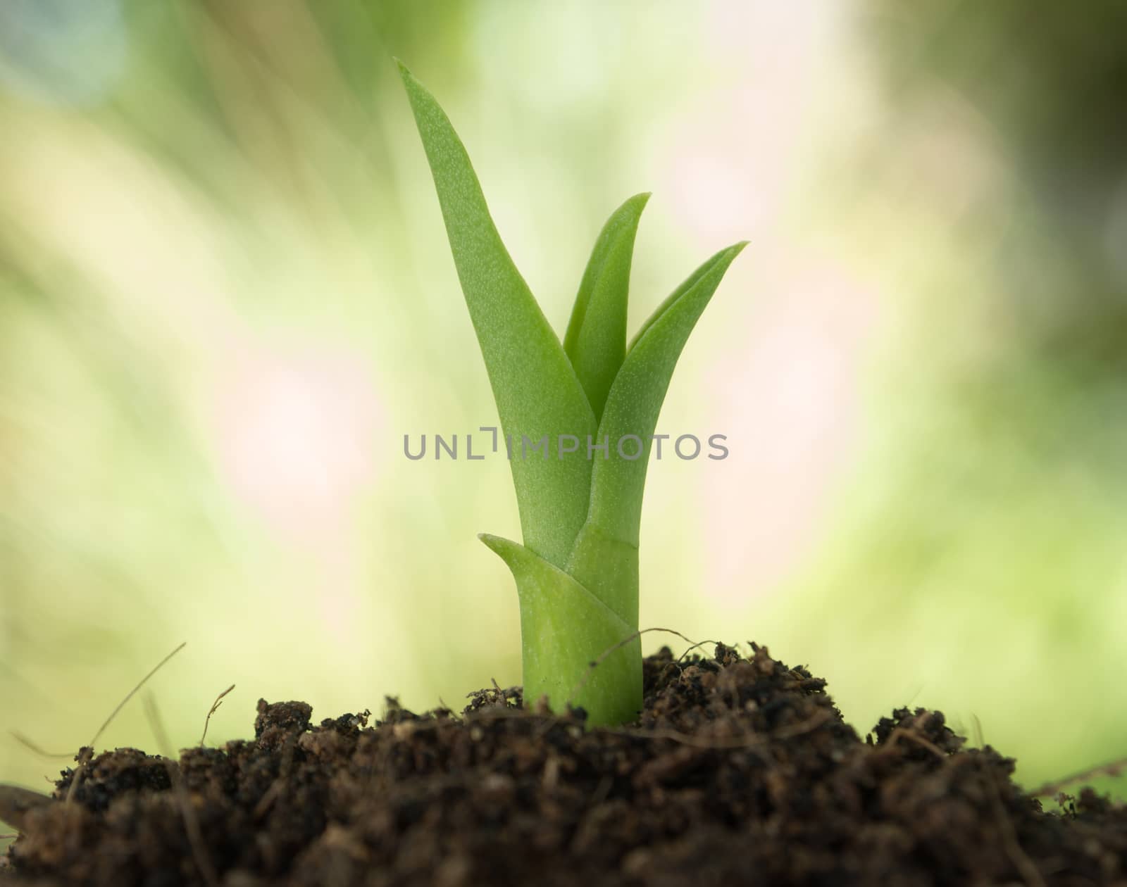 seeding growth as a business concept of success.