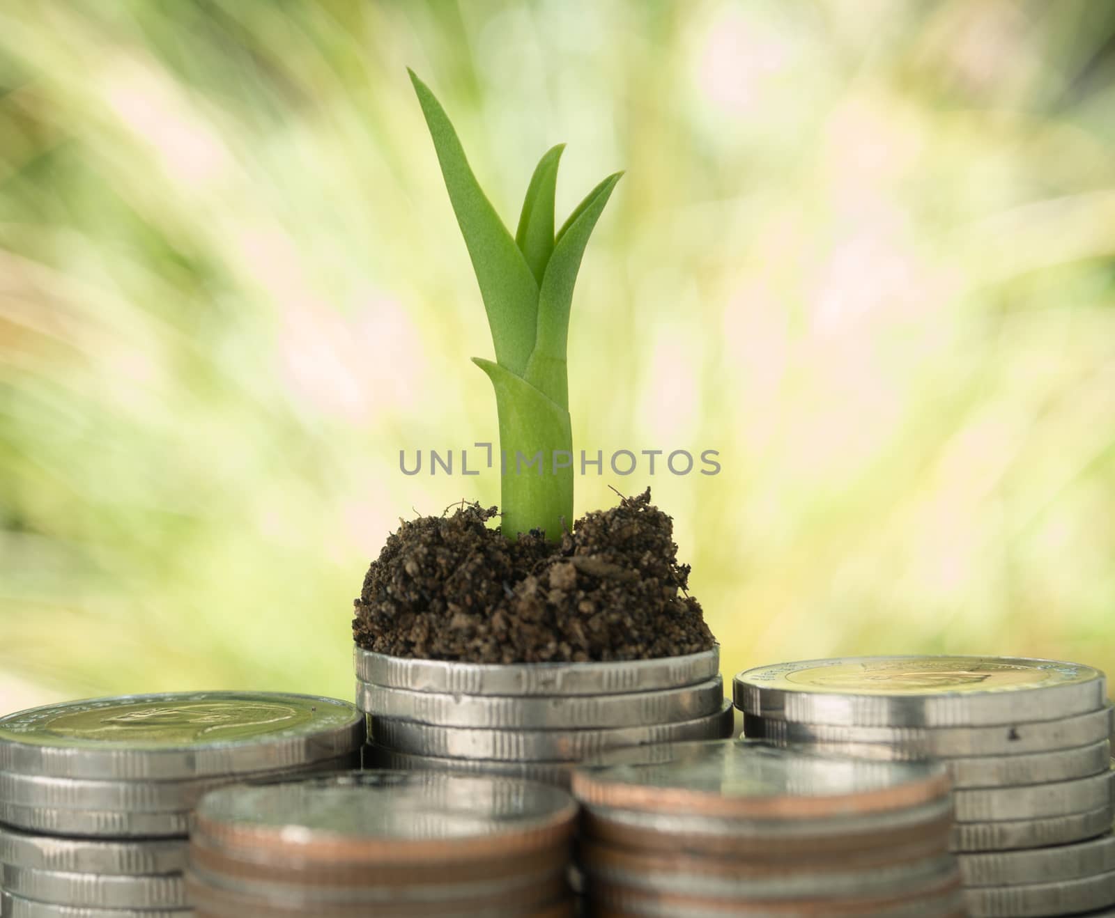 Trees growing on a pile of money Reflects business growth