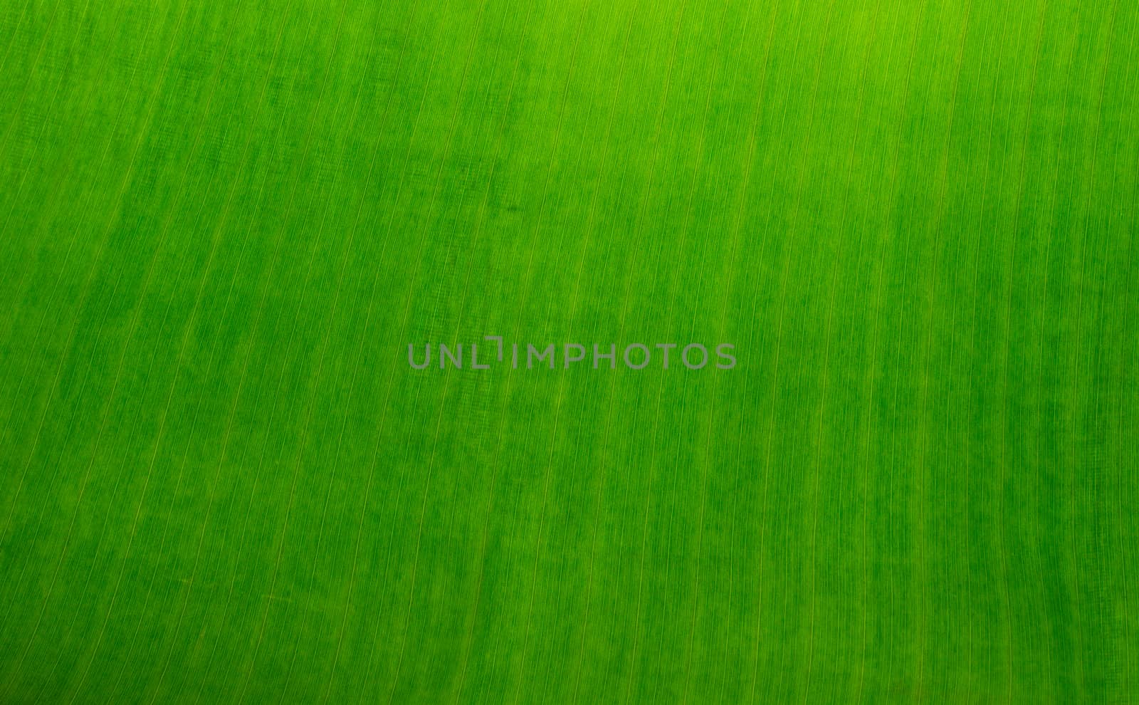 Surface of banana leaves