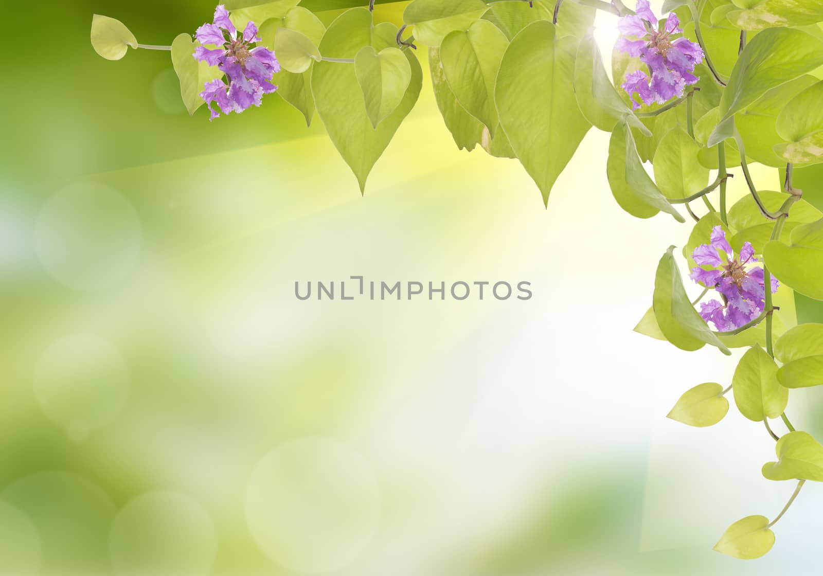 Abstract of bokeh and natural light of the summer season.