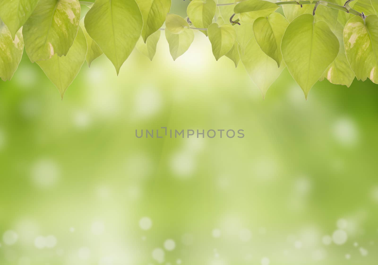 Abstract bokeh nature background.