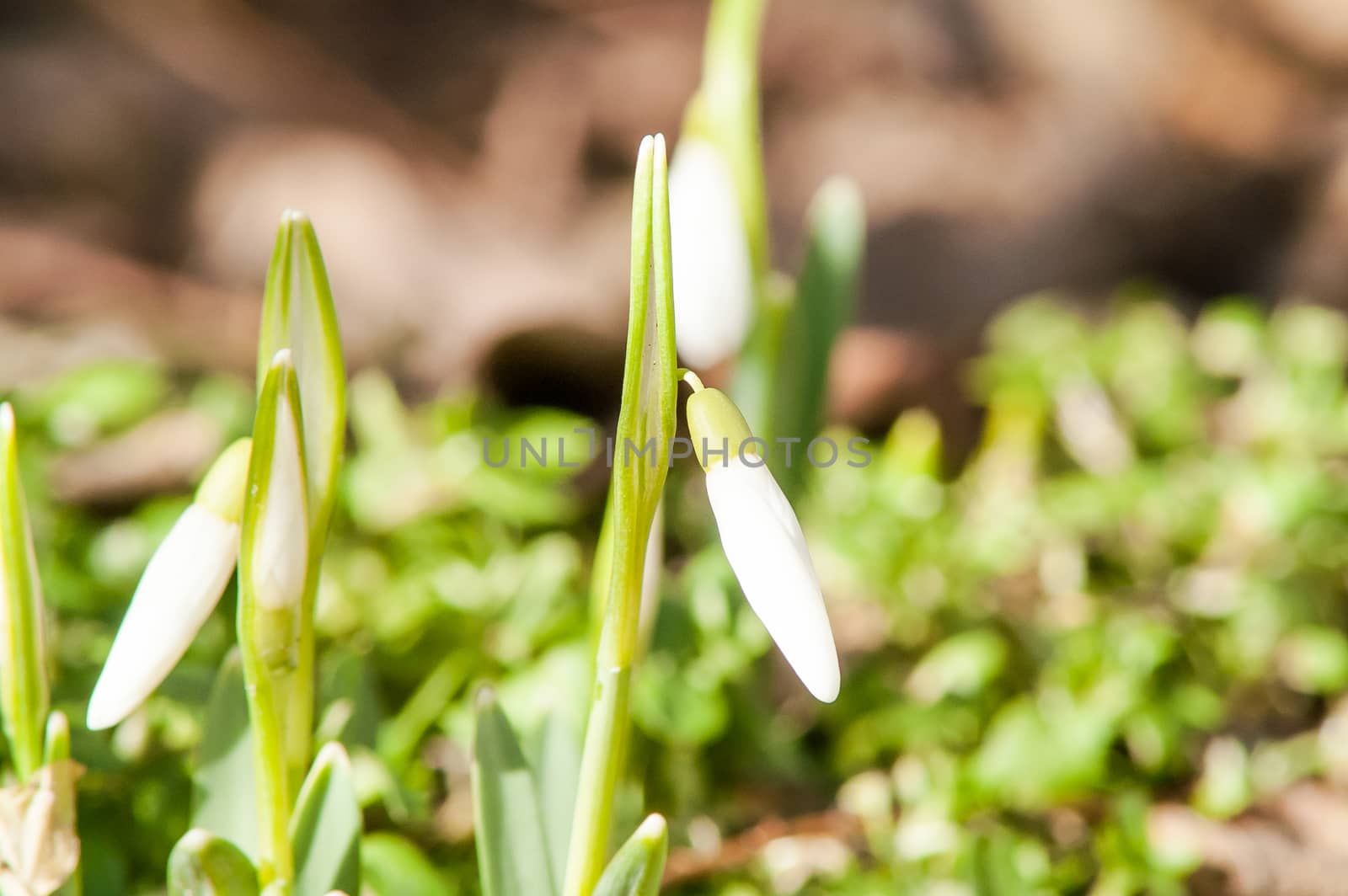 spring flower primrose, snowdrop bud blooming in the sun