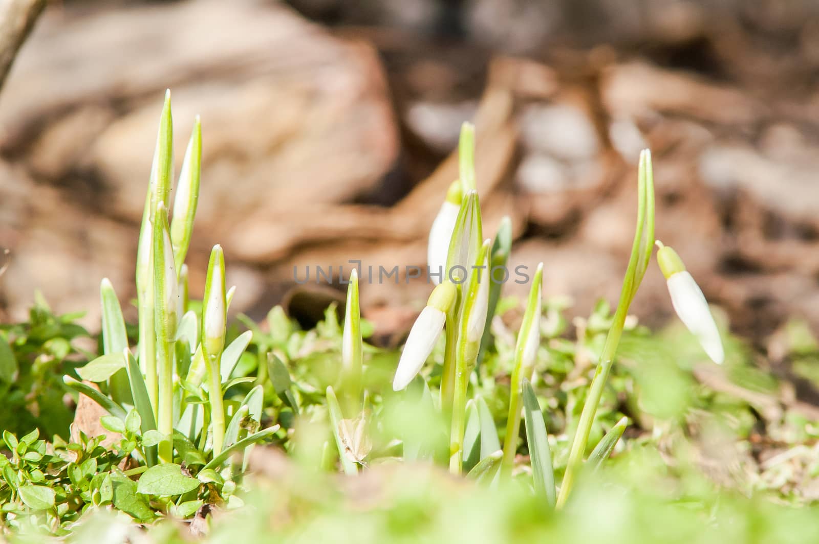 primrose flower snowdrop by antonius_