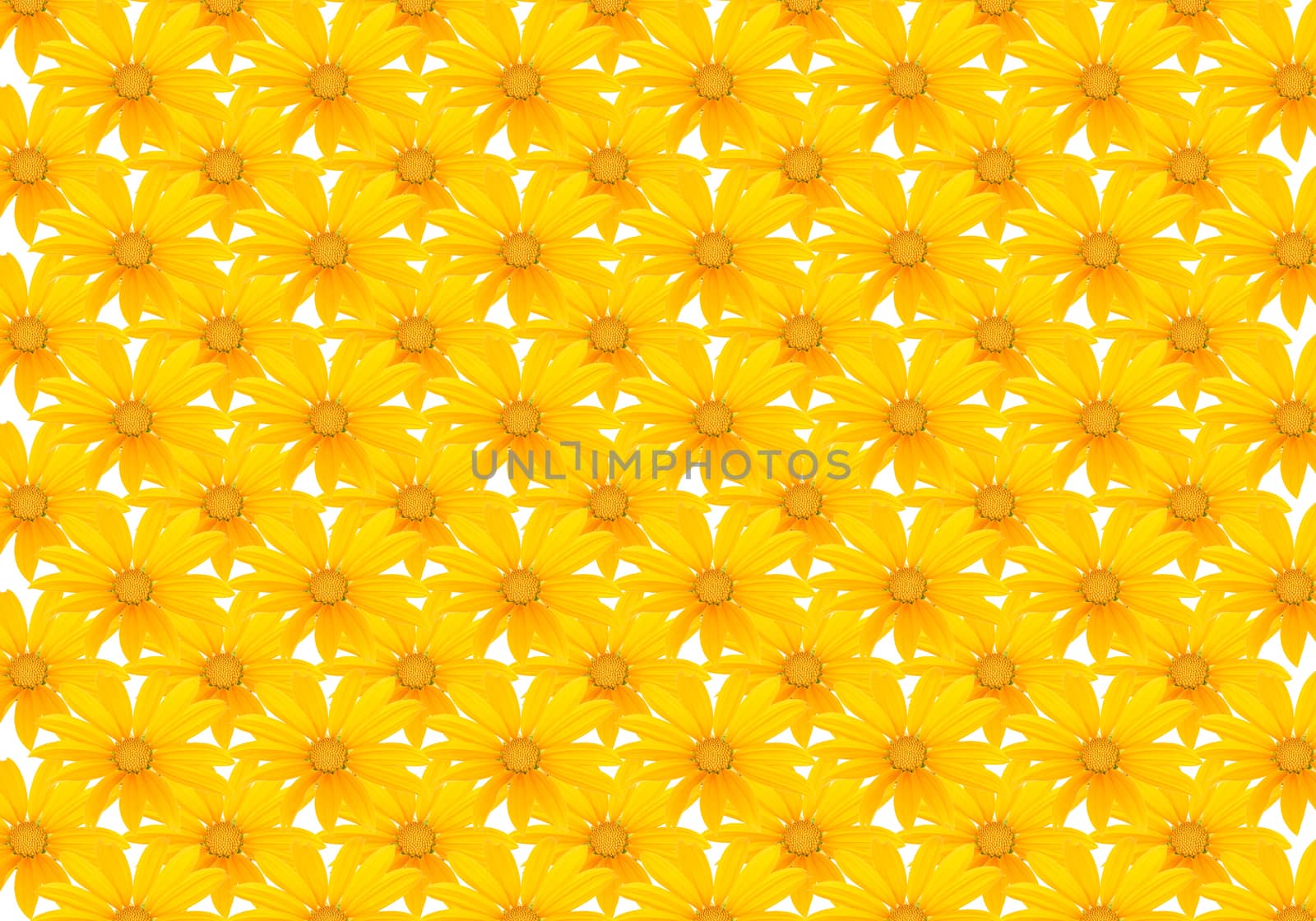 Small yellow flowers on a white background.