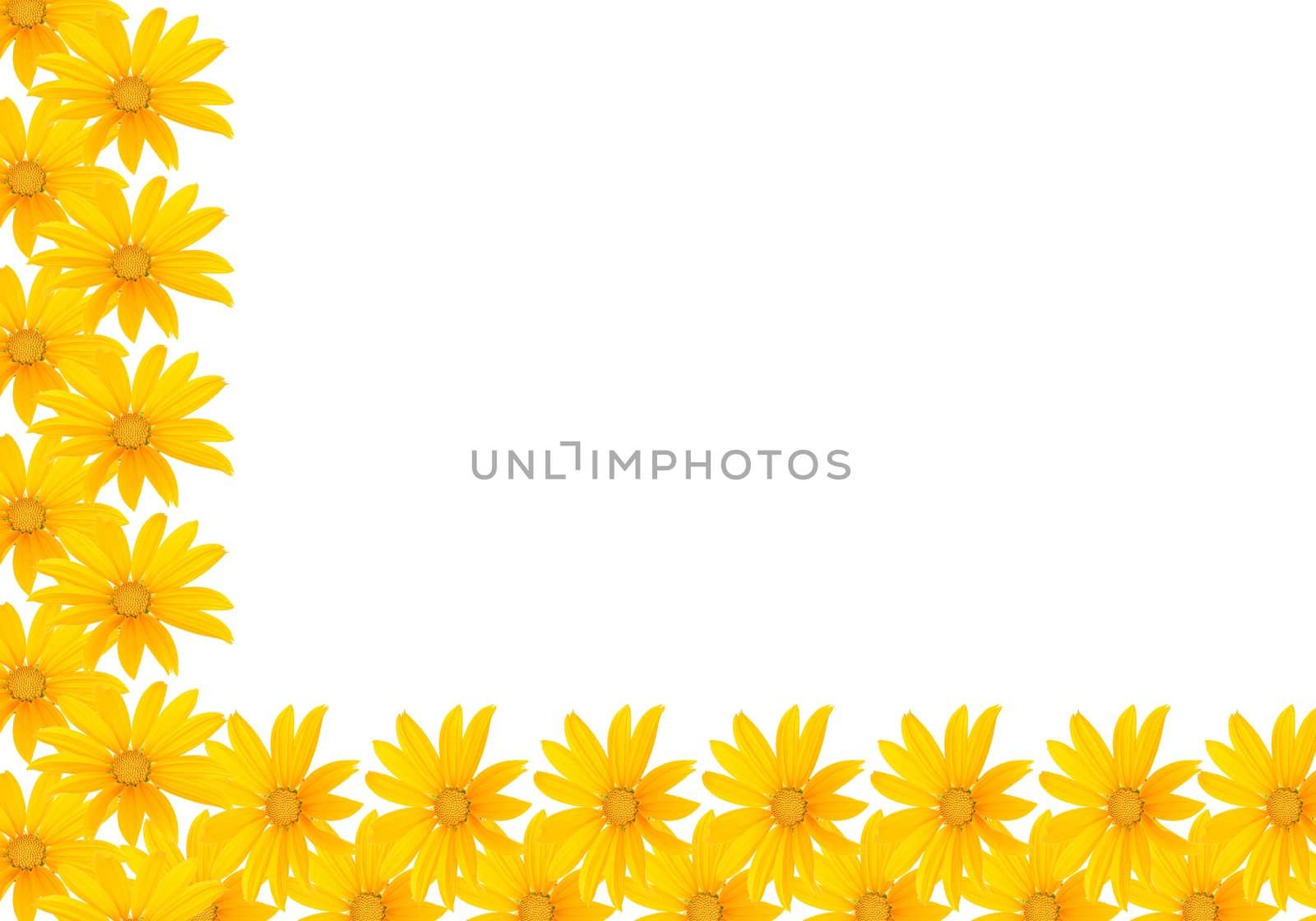Small yellow flowers on a white background.