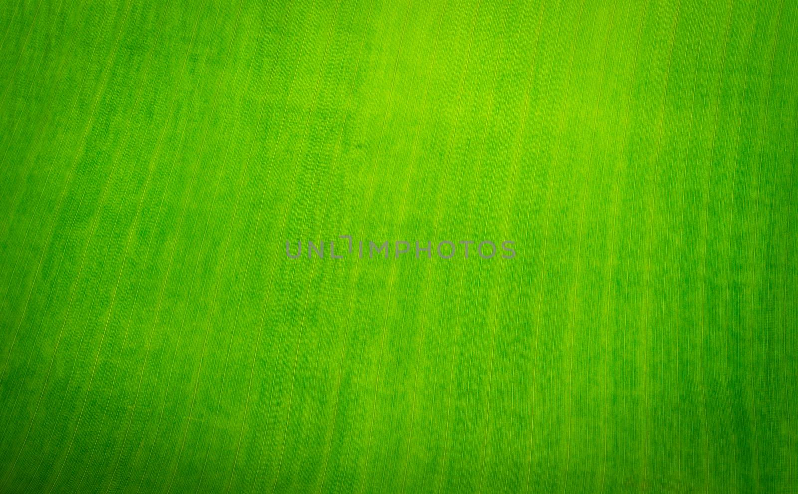 Surface of banana leaves