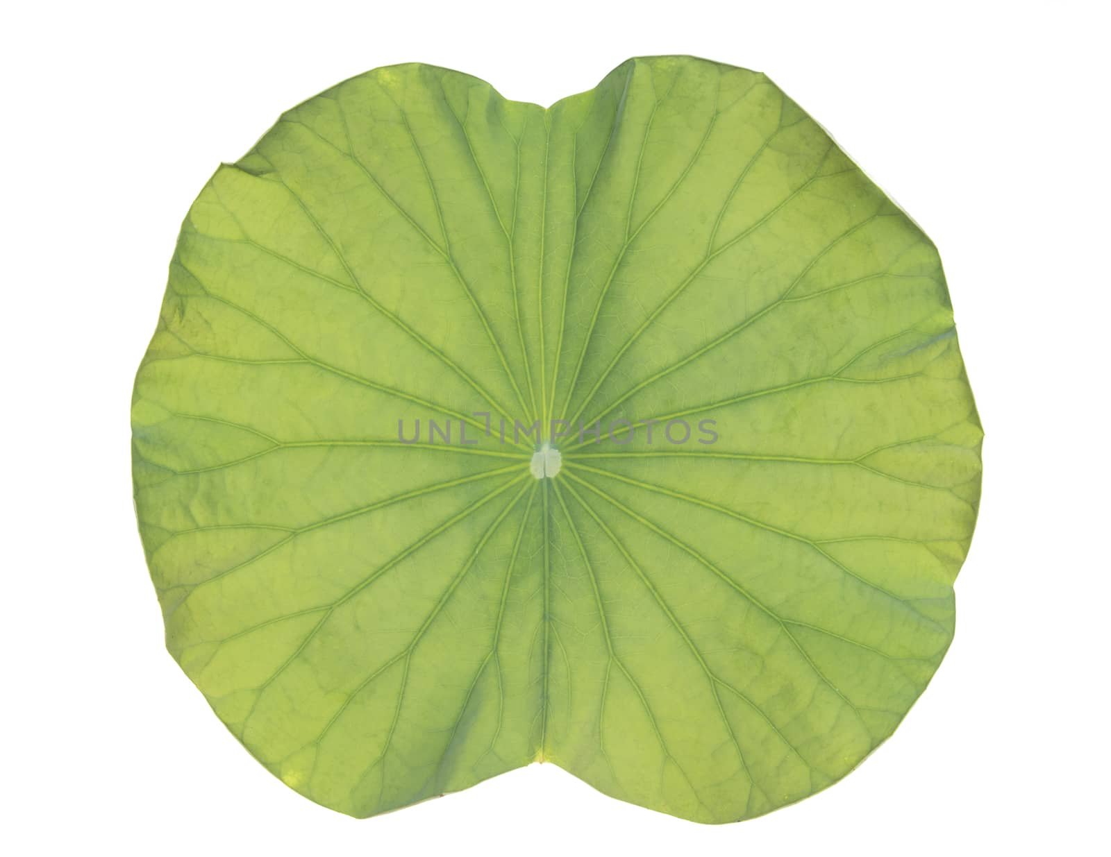 lotus leaf on white background