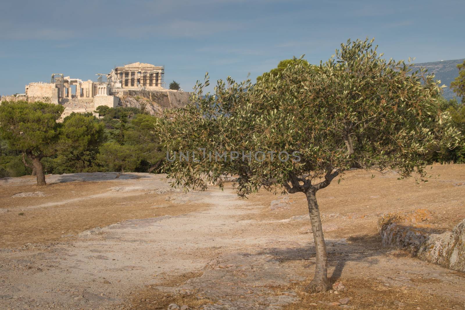 View from a park on the important greek monument: Acropolis, built on the other hill. Olive tree in the foreground. Cloudy early evening sky.