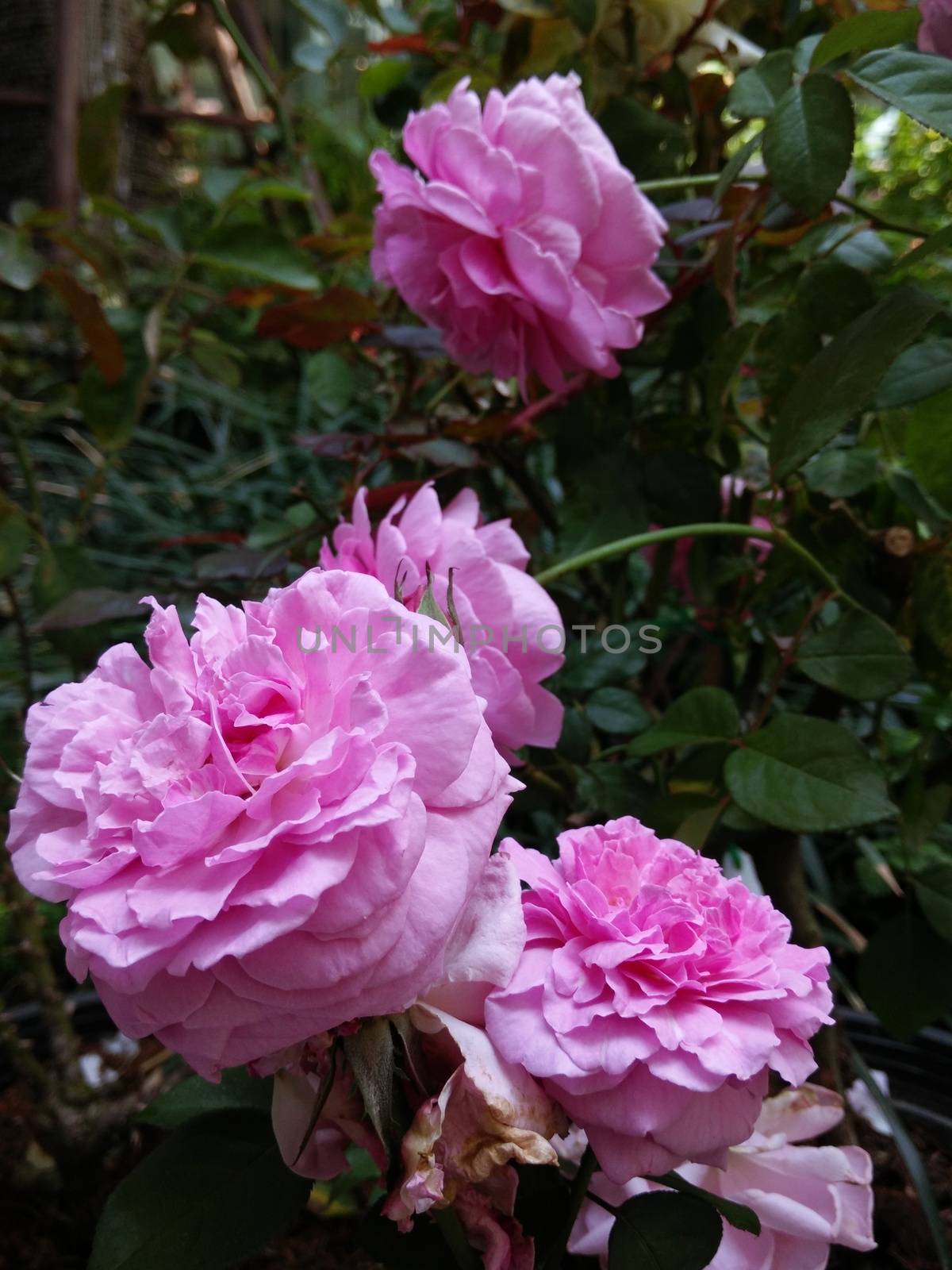Pink Roses in the Flower Garden