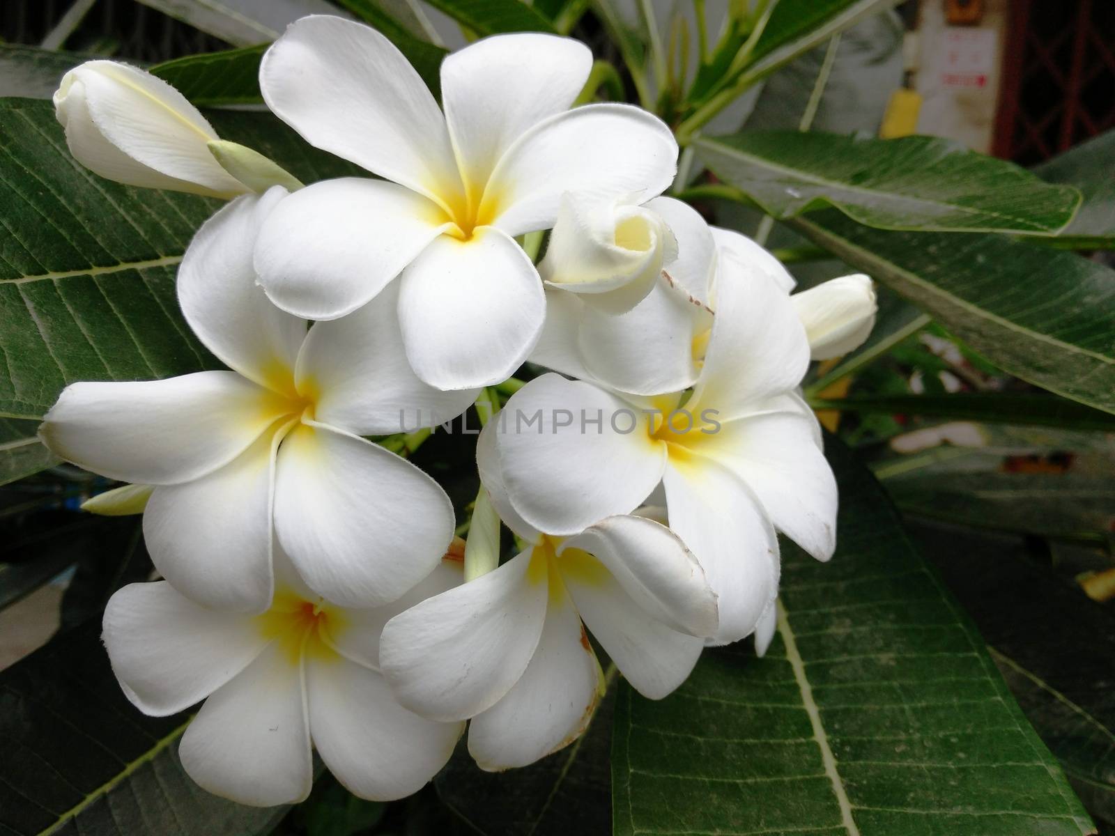 White Frangipani (Plumeria Flower)