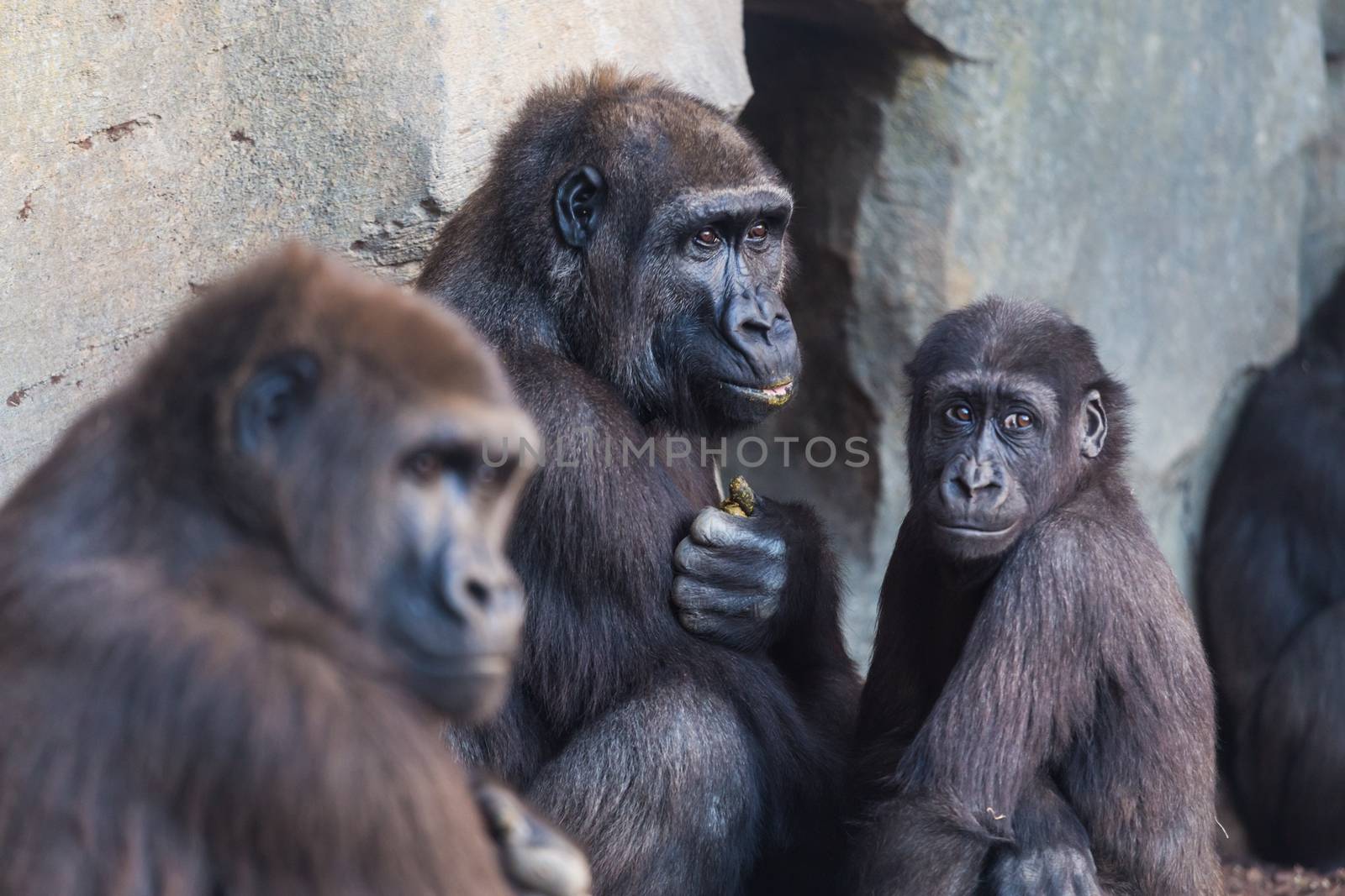 Western lowland gorilla, Gorilla gorilla, group mammals family.