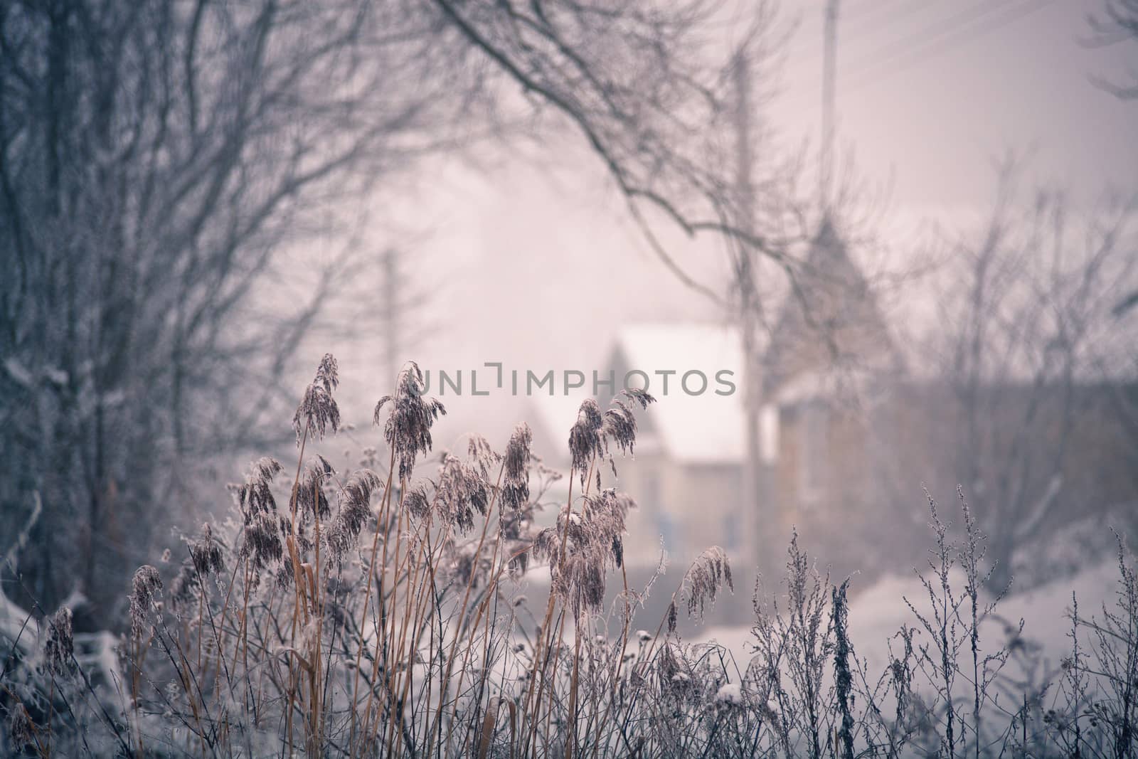 Snow and winter. Belarus village, countryside in winter