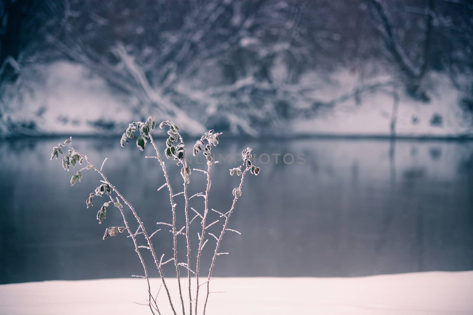 Snow and winter. Belarus village, countryside in winter