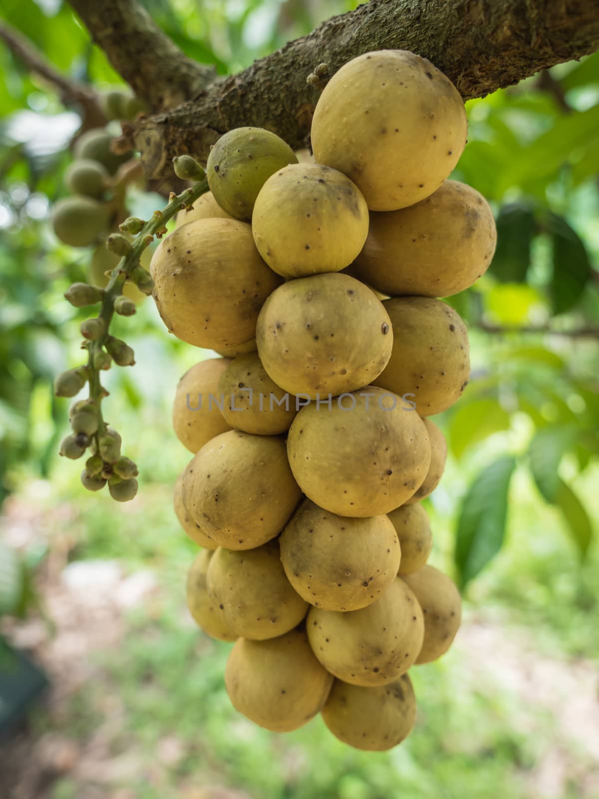 the delicious fresh wollongong fruits on tree in the wollongong  by lavoview