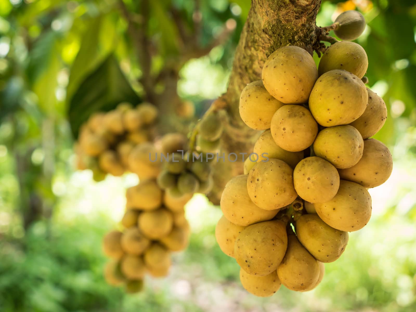 the delicious fresh wollongong fruits on tree in the wollongong  by lavoview