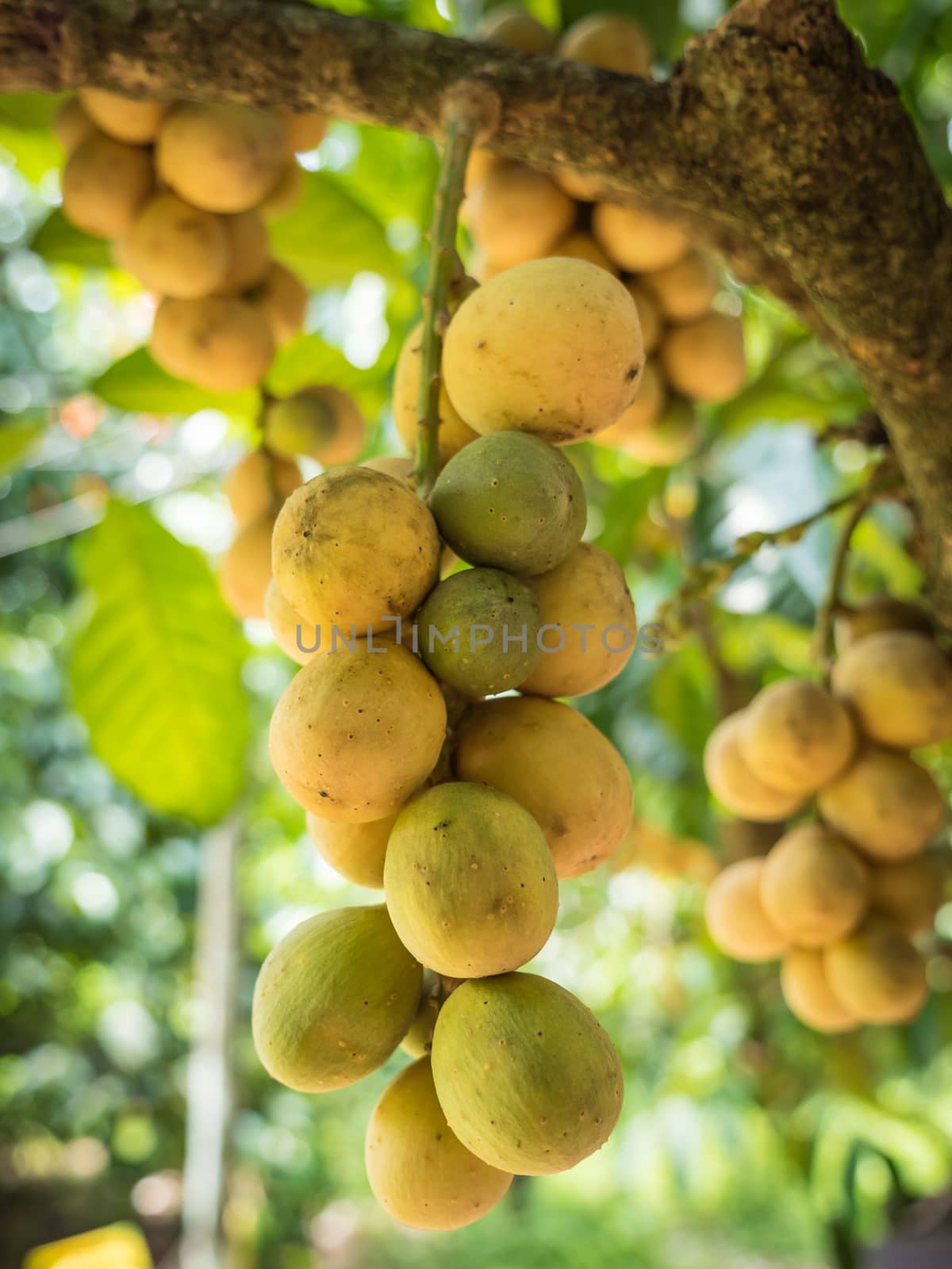 the delicious fresh wollongong fruits on tree in the wollongong farm, Thailand.