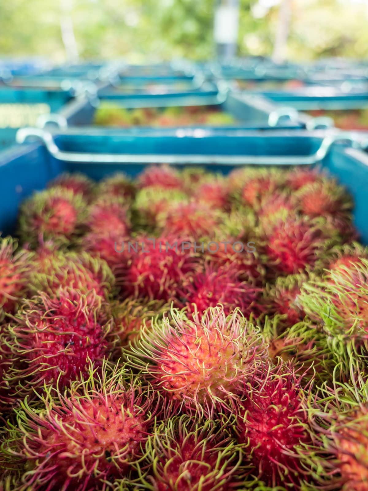 Many Rambutan in baskets at the wholesale market. by lavoview