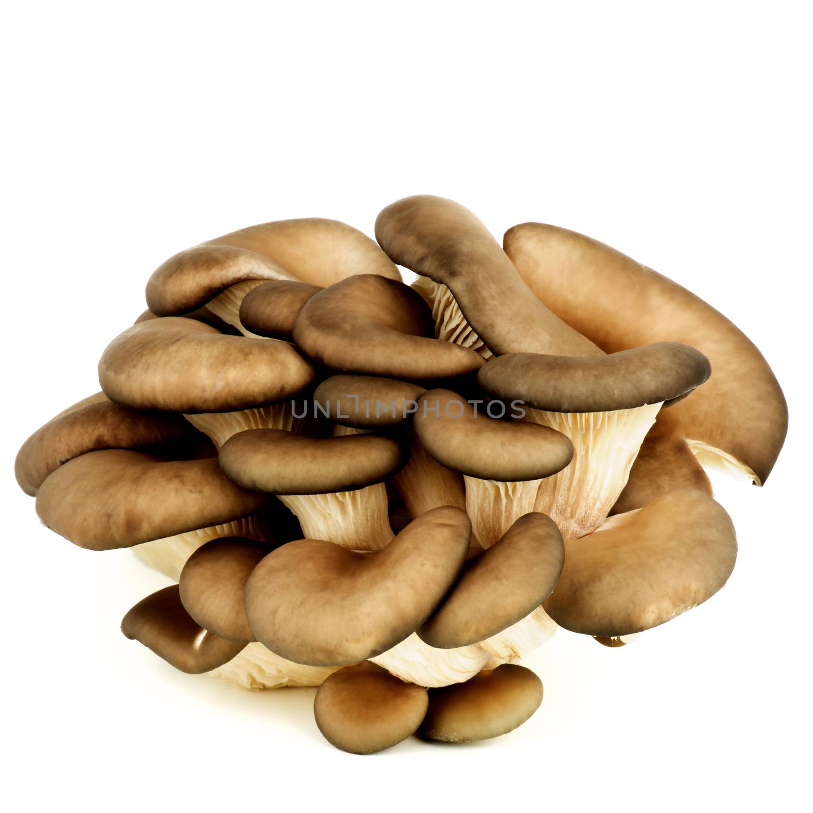 Raw Oyster Mushrooms by zhekos