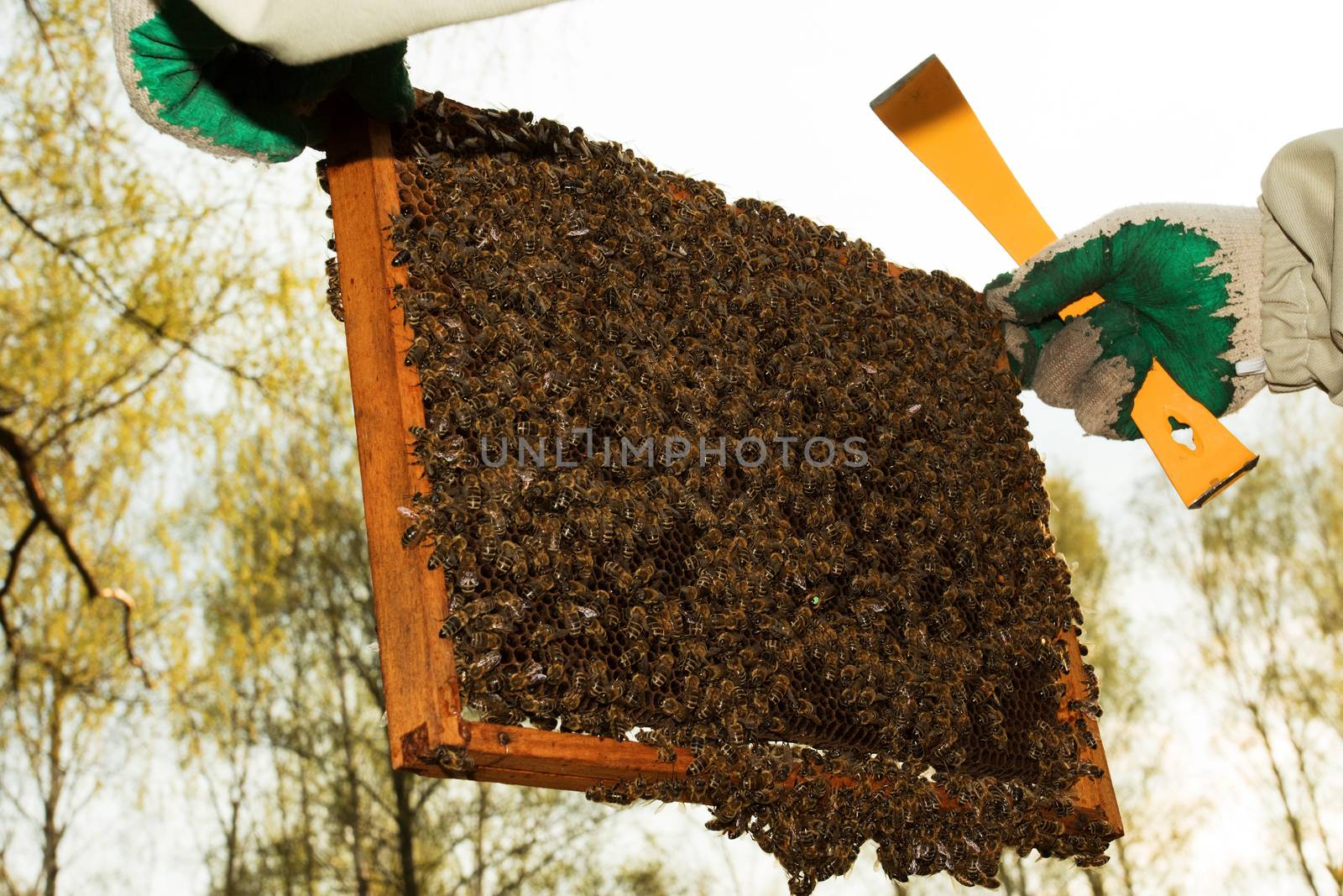 Frame honeycomb from the hives on which sits a swarm of bees, can be seen in the middle of the Queen which is marked with a green dot. Frame keeps up beekeeper. Horizontal view.