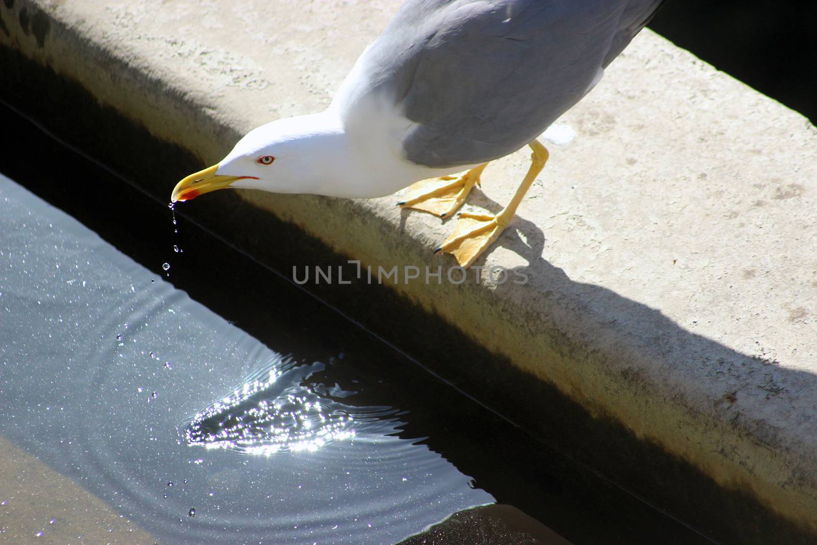 Wild Seagull Drinking water in a Fountain in Nice, France
