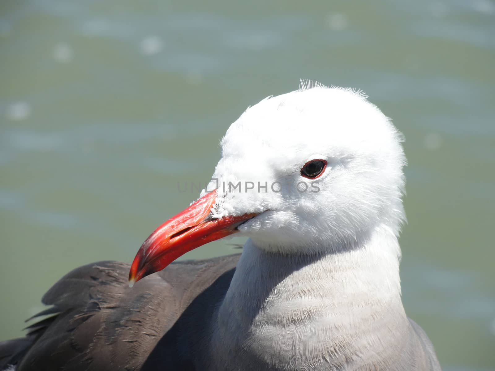 Beautiful Seagull Portrait. Ocean in the Background
