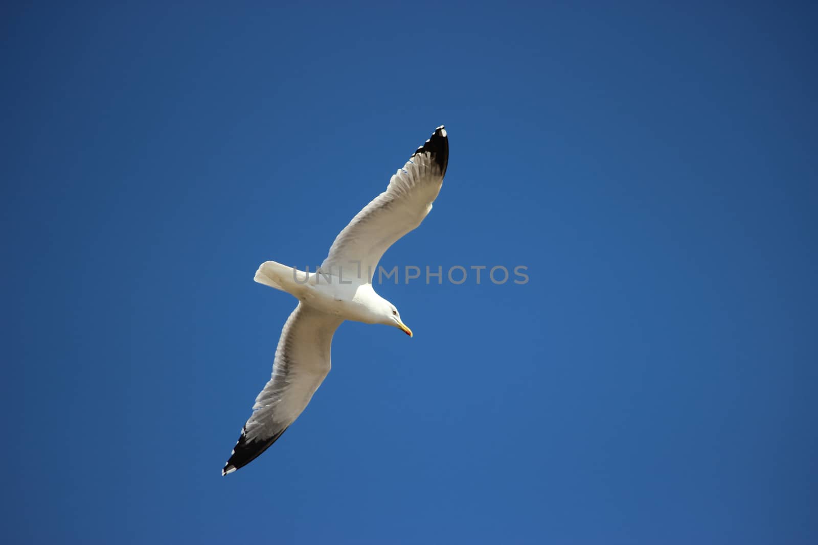 Flying Seagull Bird on Beautiful Sky Background
