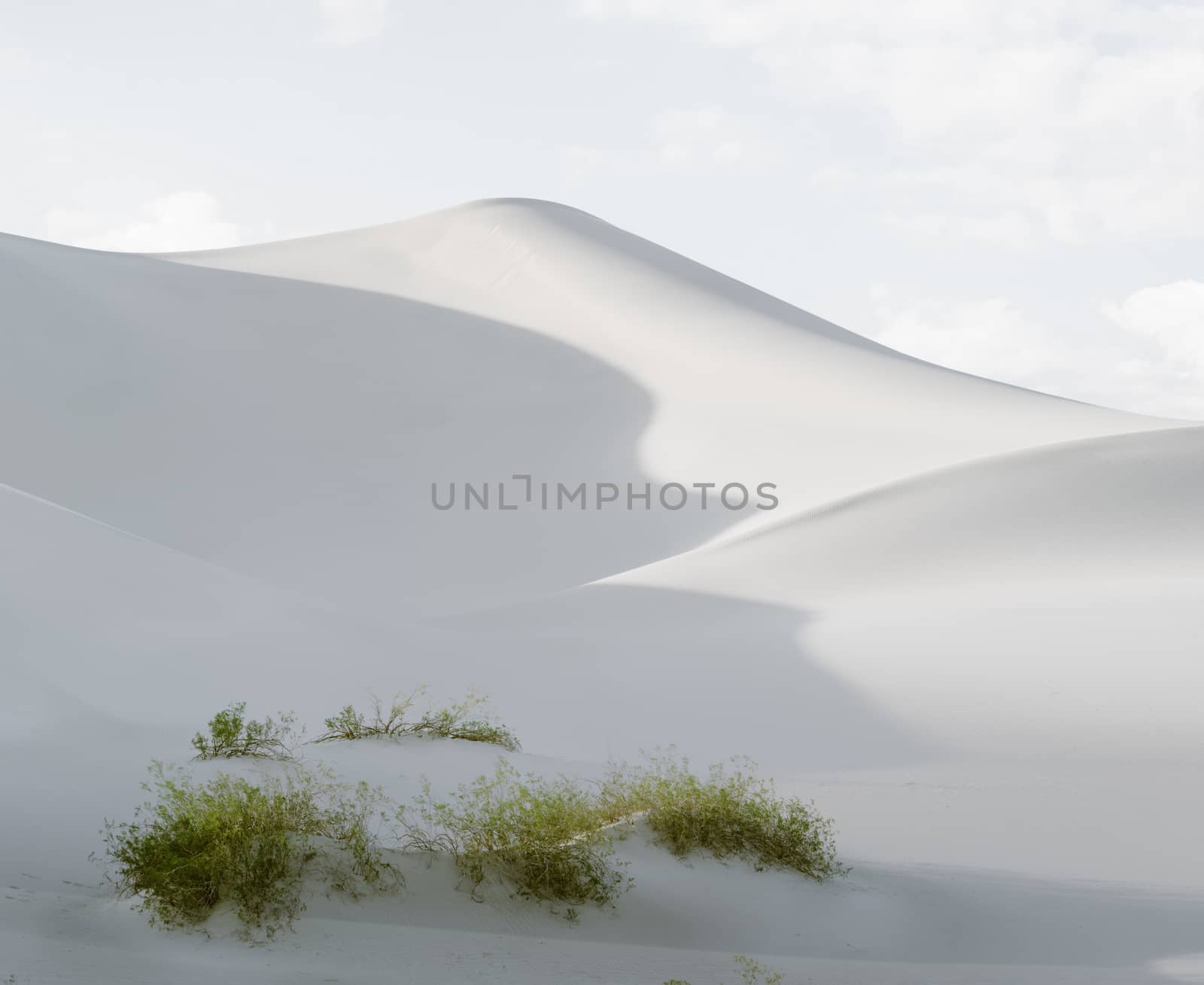 sand and bush by ersler