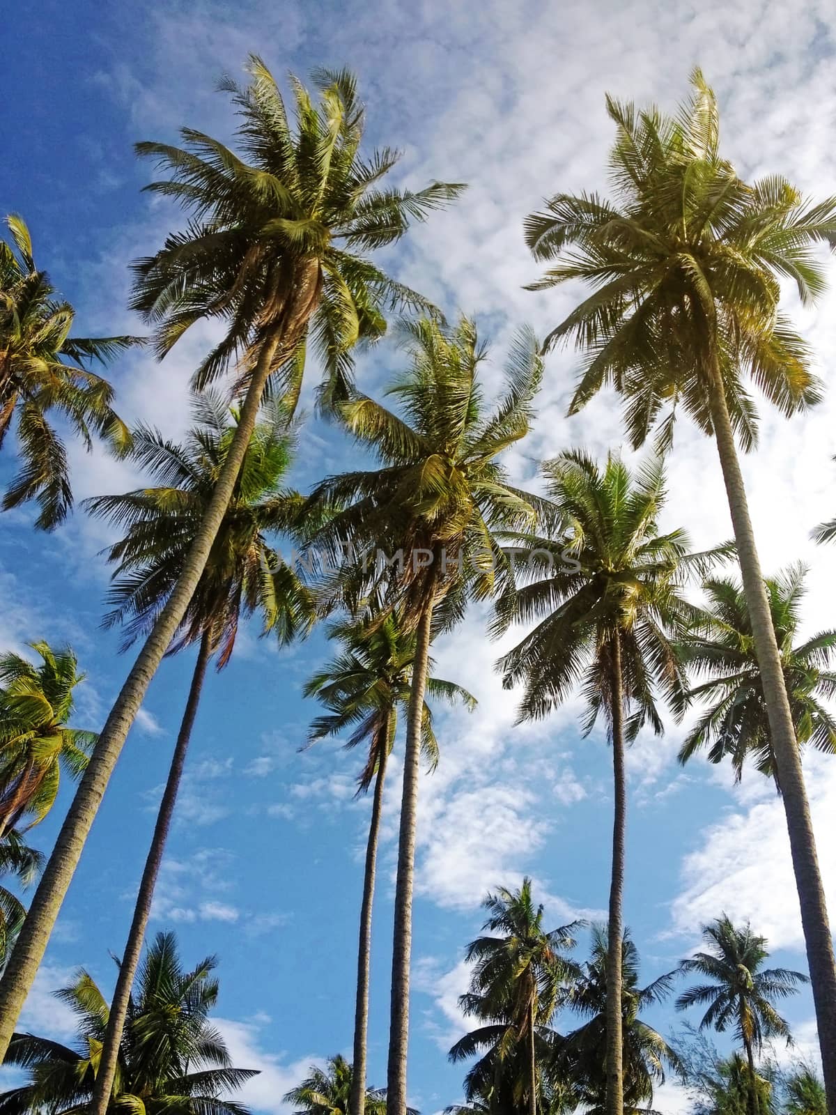 palm trees in the blue sunny sky with soft light