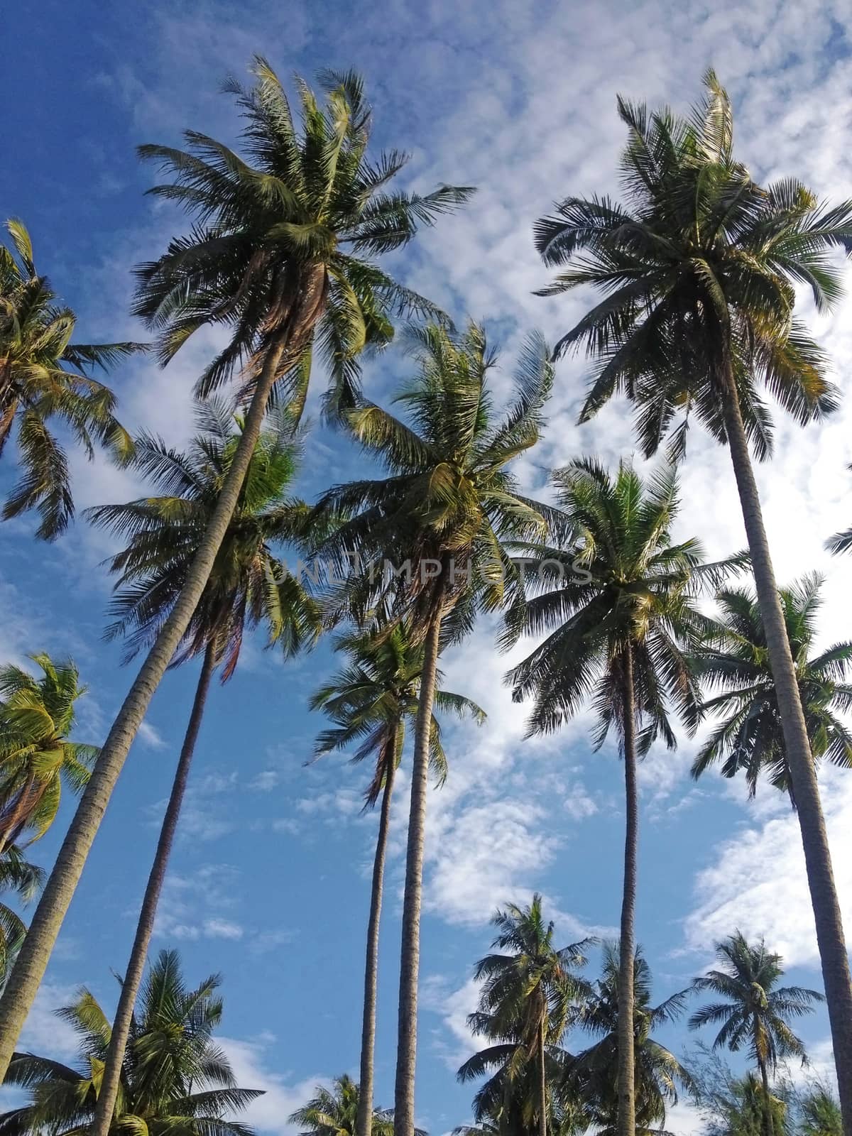 palm trees in the blue sunny sky