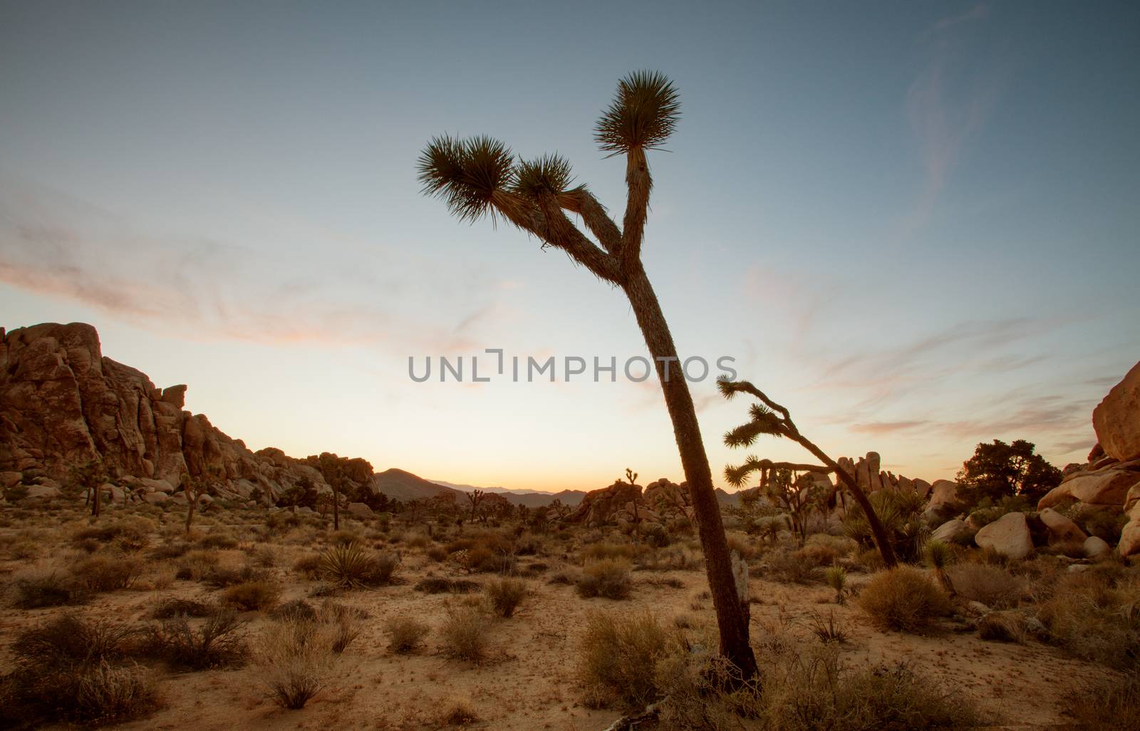 view of the rocks and trees in Joshua tree national park