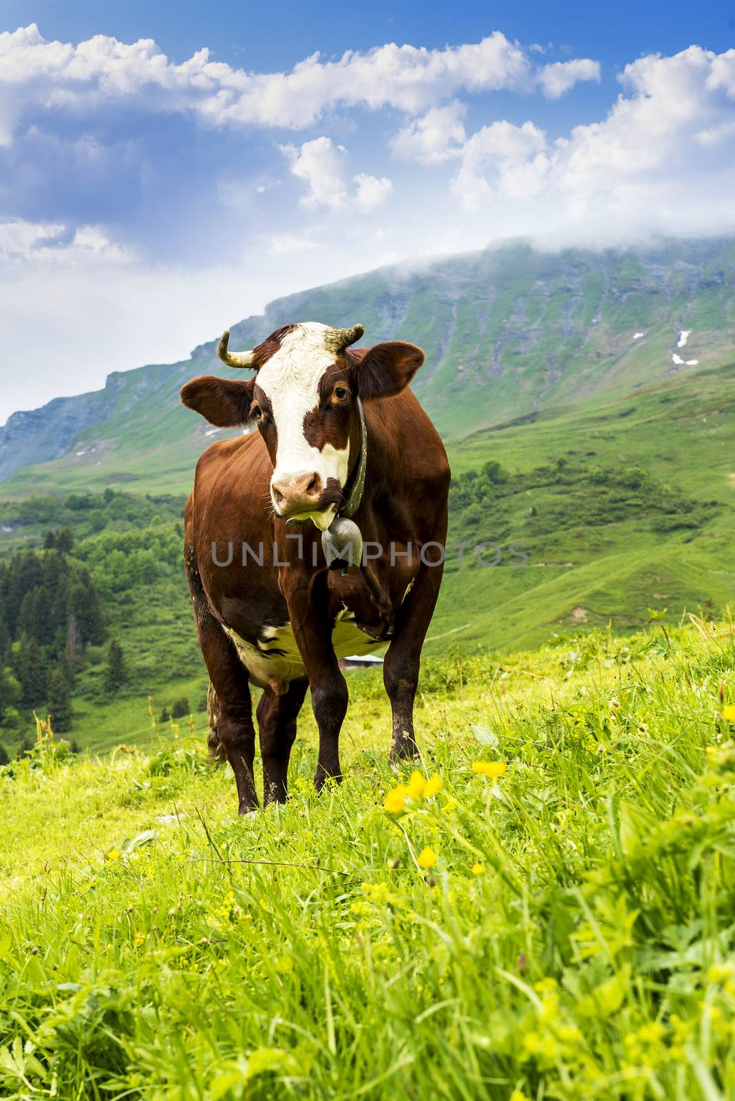 Cow, farm animal in the french alps, Abondance race cow, savy, beaufort sur Doron