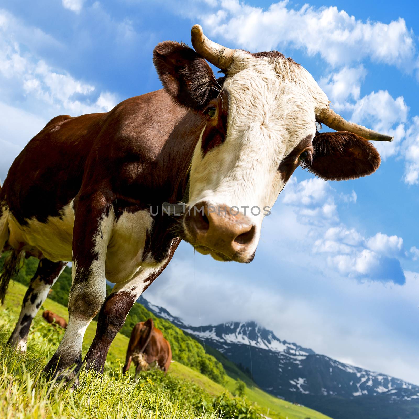 Cow, farm animal in the french alps, Abondance race cow, savy, beaufort sur Doron