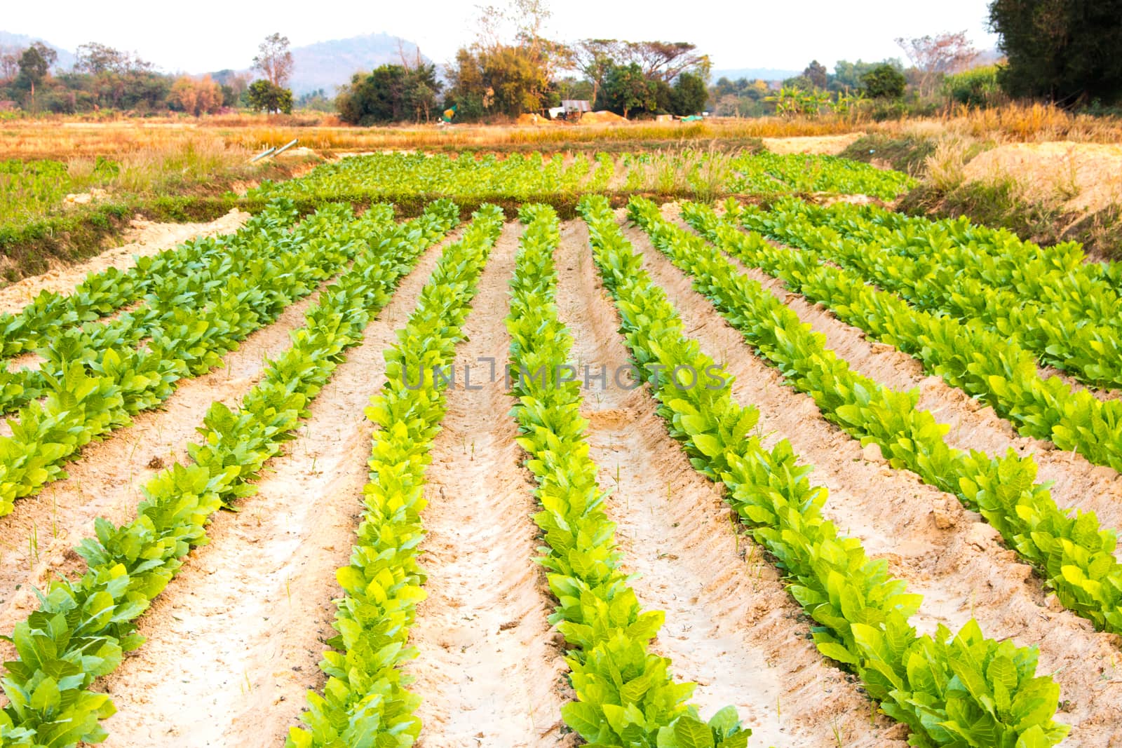 Tobacco farm in Thailand