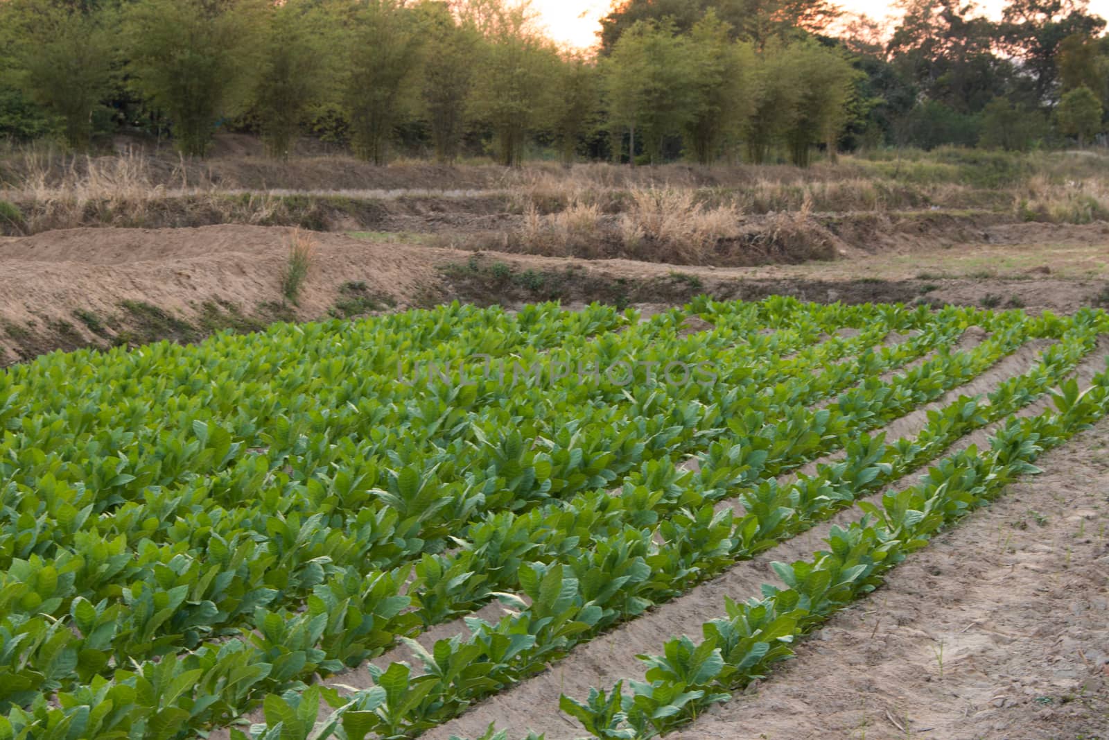 Tobacco farm in Thailand