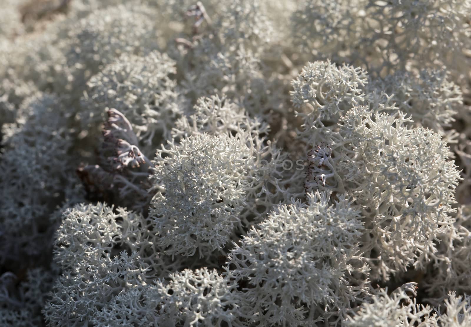 Close-up of reindeer lichen in Russian tundra