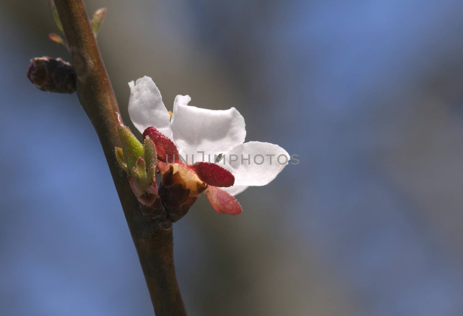 Sakura branch with a flower against blue sky