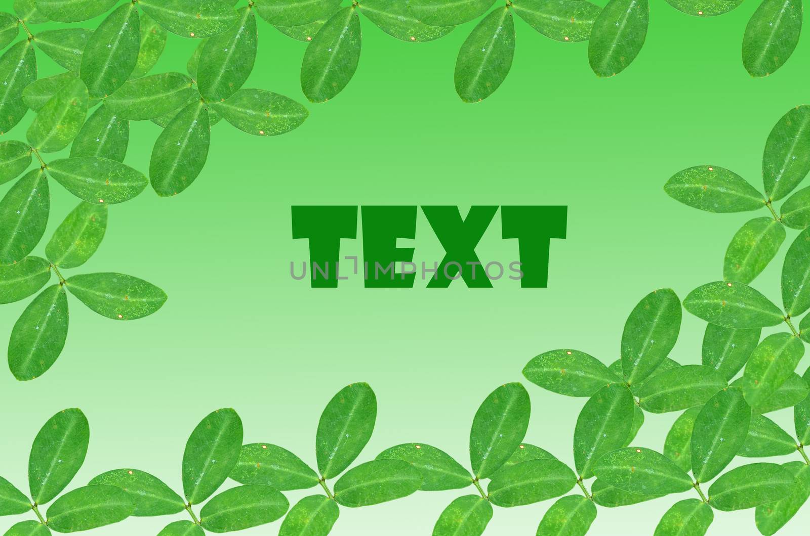green leaves on white background with text