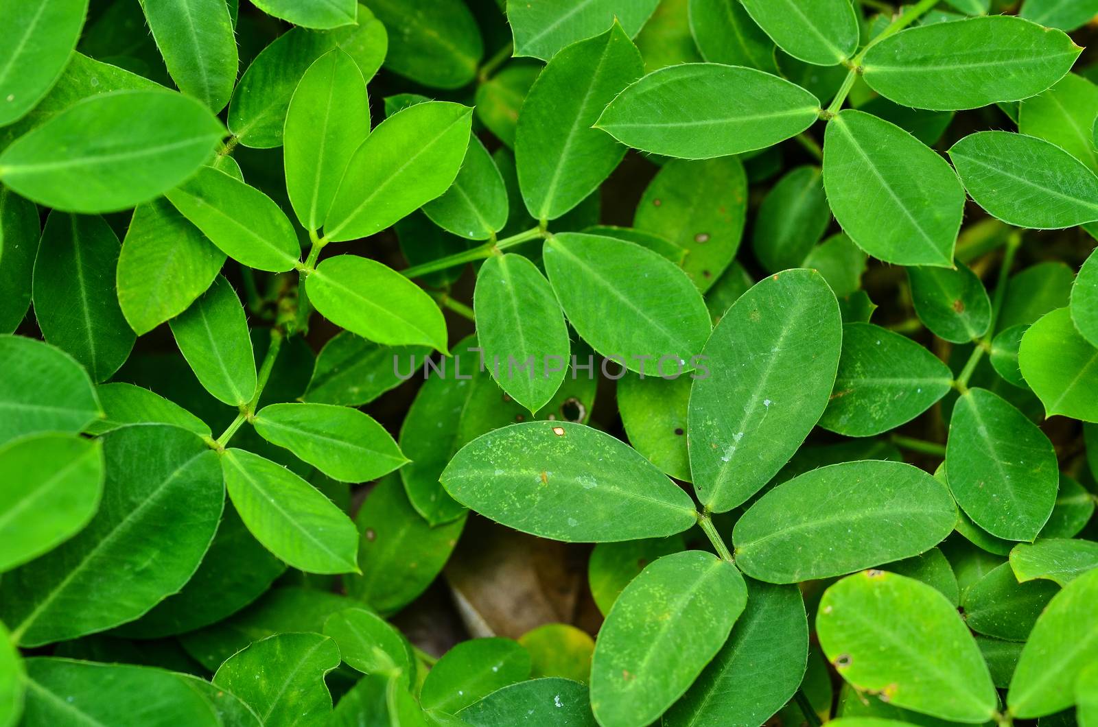 green leaves  by raweenuttapong