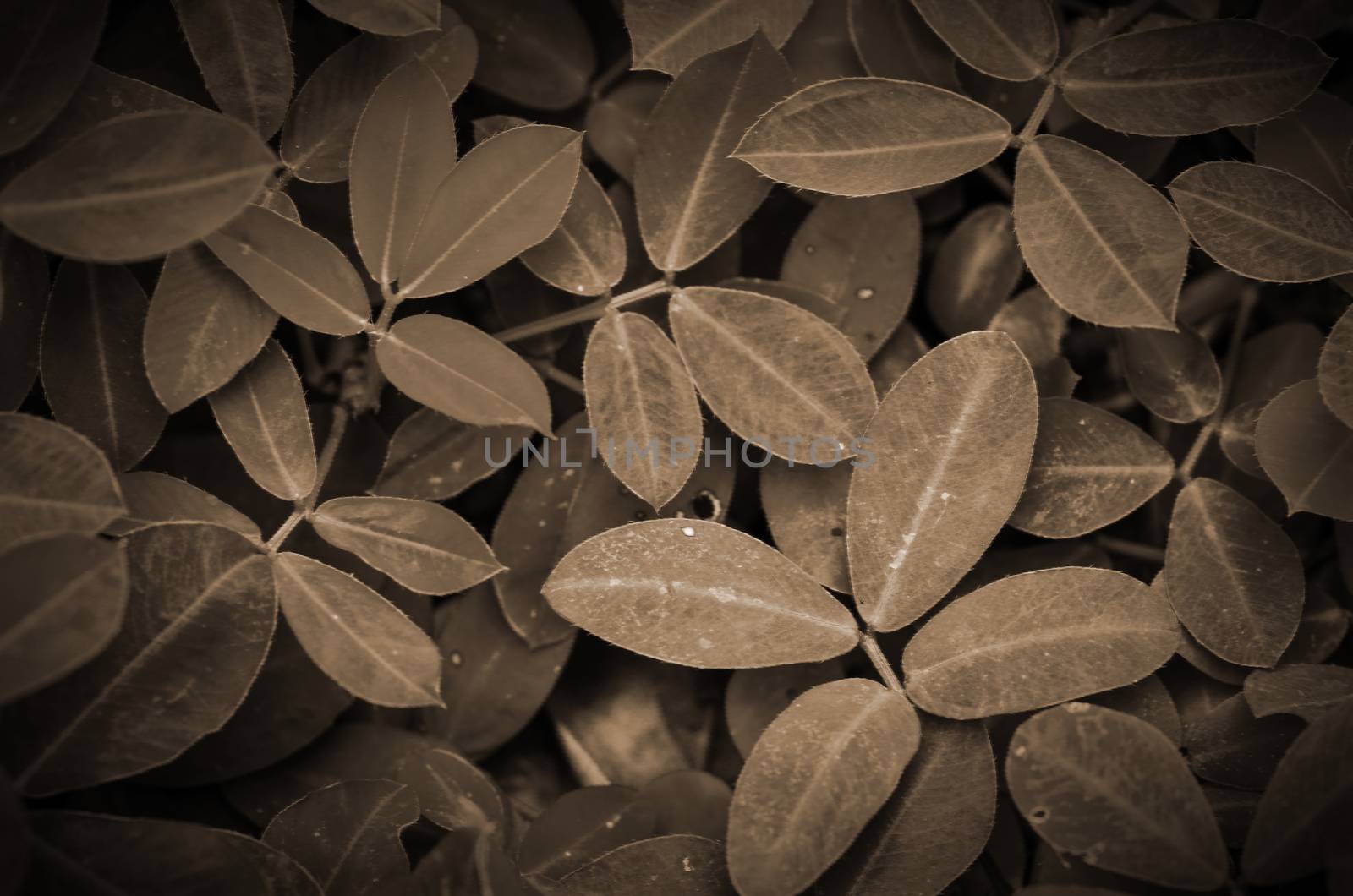 leaves in sepia light background