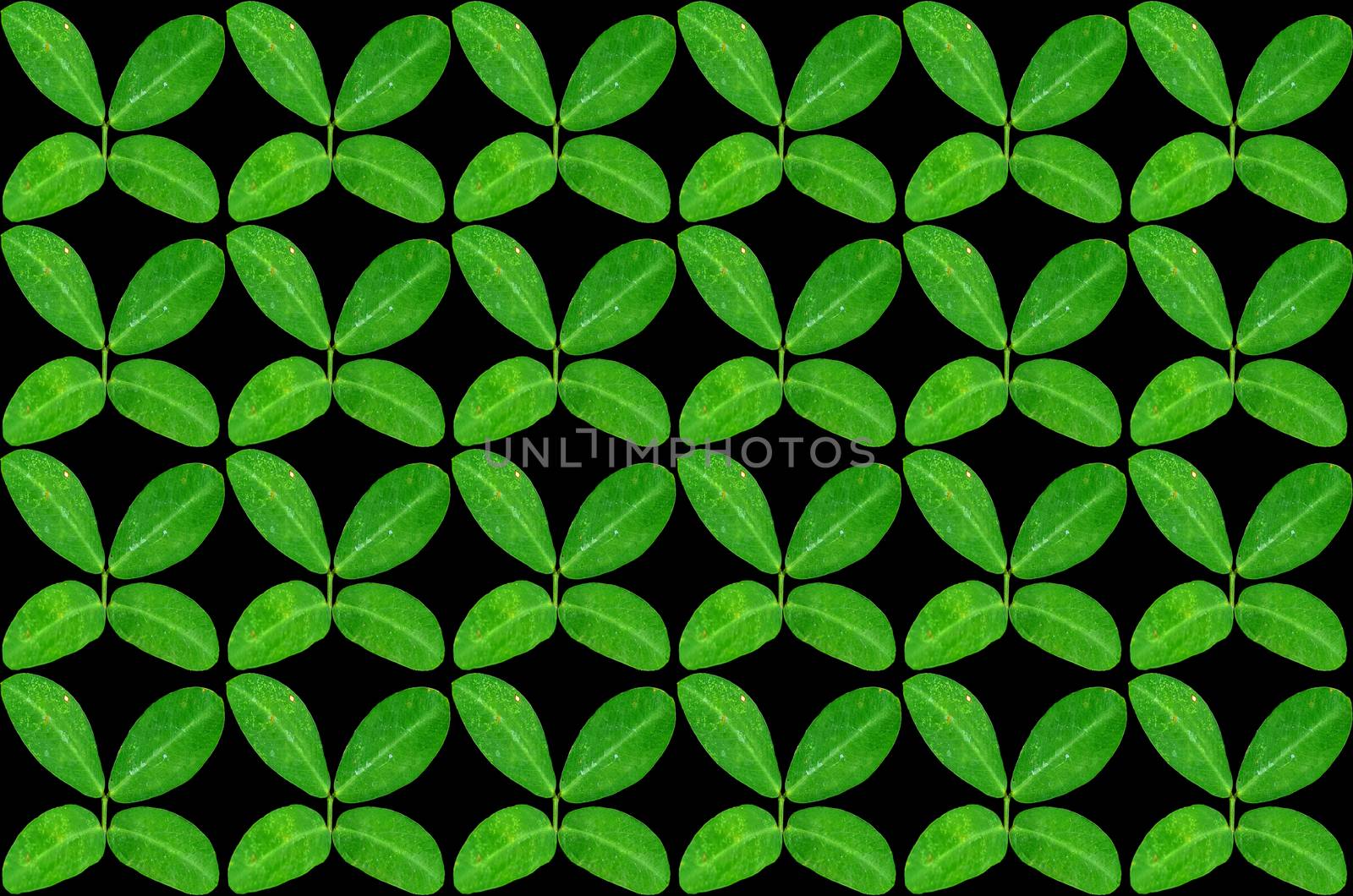 Many green leaves on black background