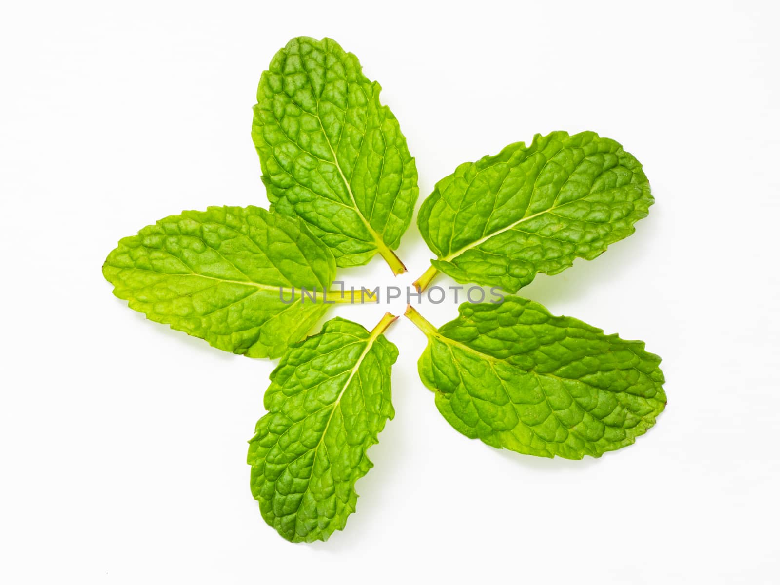close up fresh mint leaves on white background by APTX4869