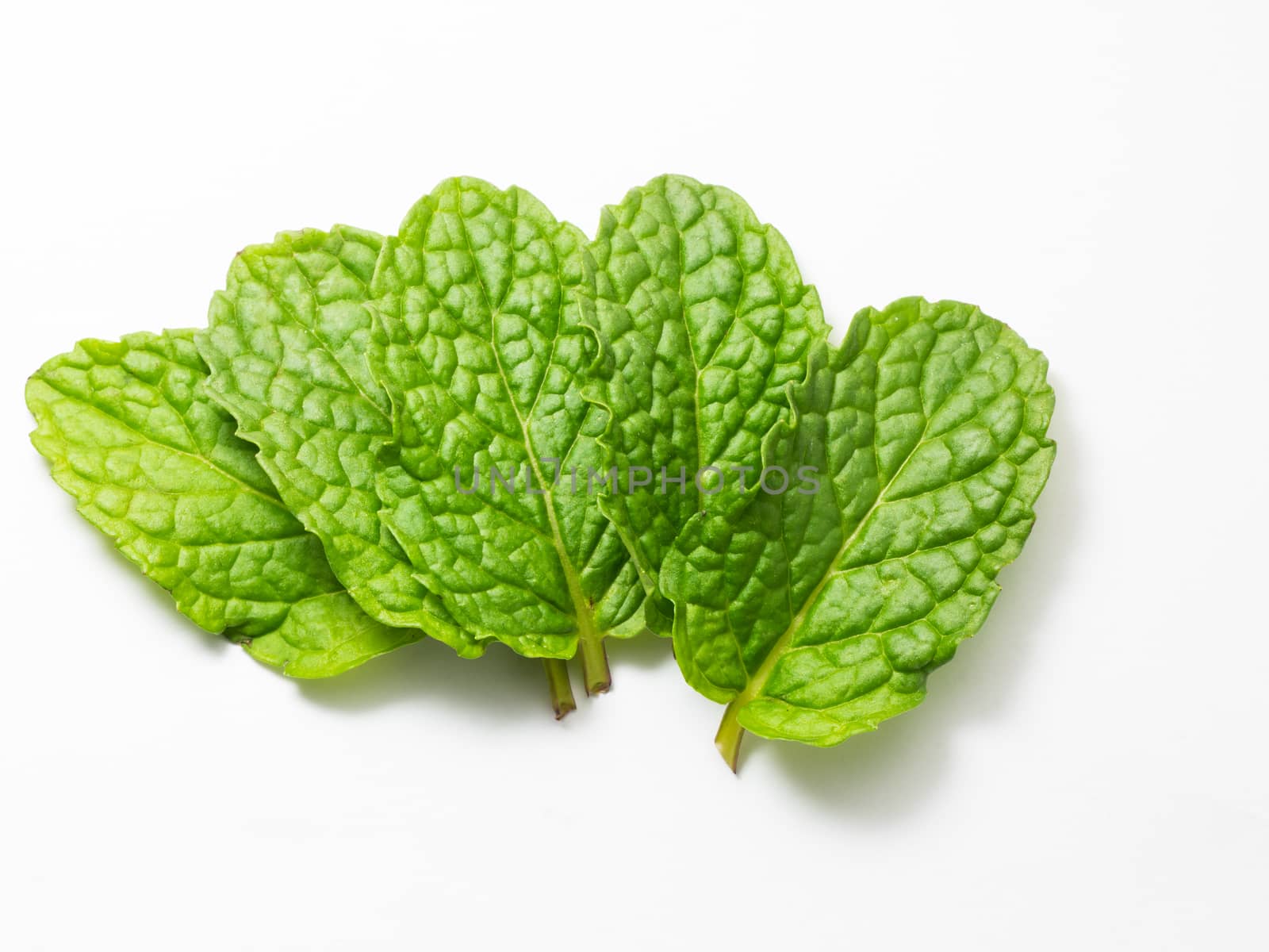 close up fresh mint leaves on white background by APTX4869