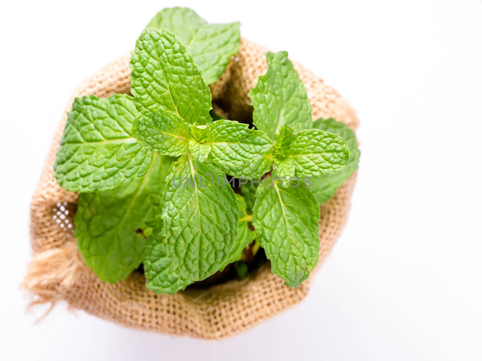 close up fresh mint leaves in sack on white background by APTX4869