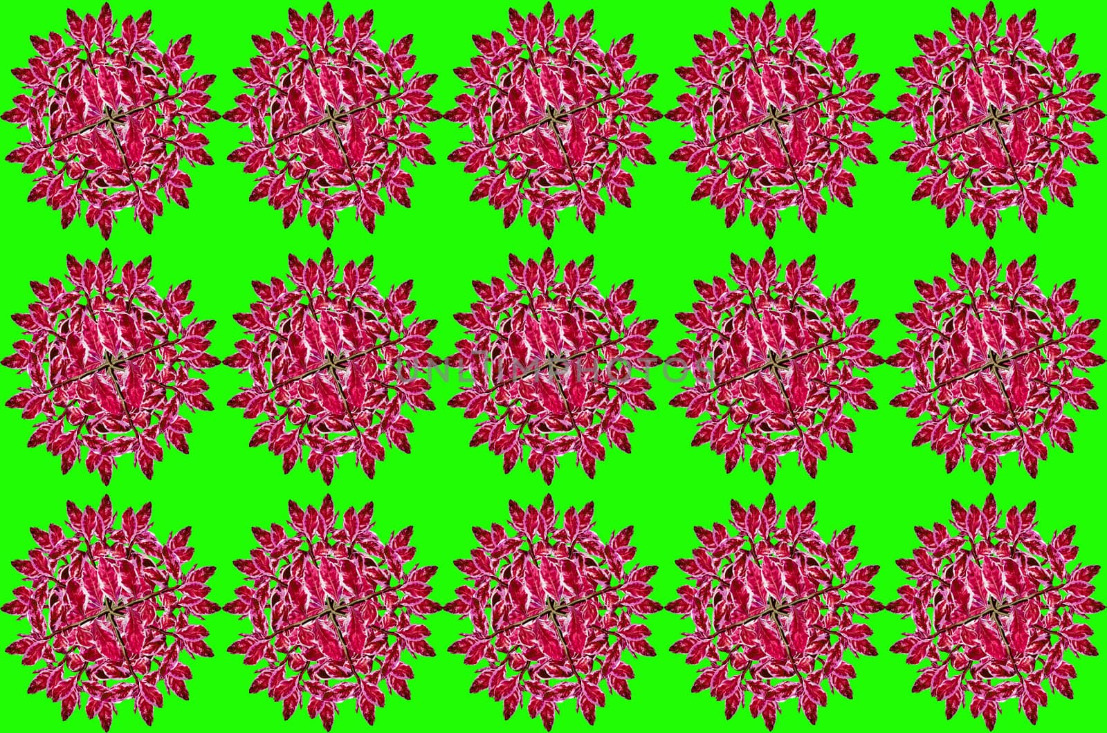 Group Redbird Cactus background on green background
