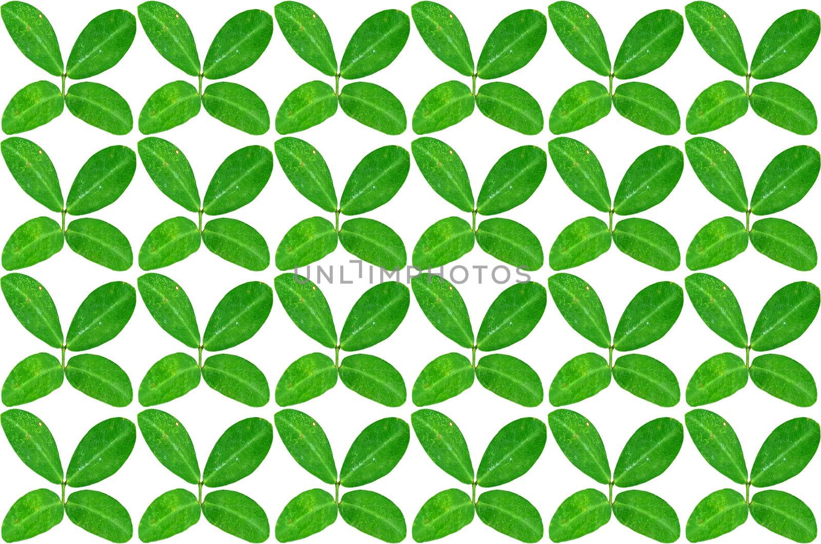 Many green leaves on white background