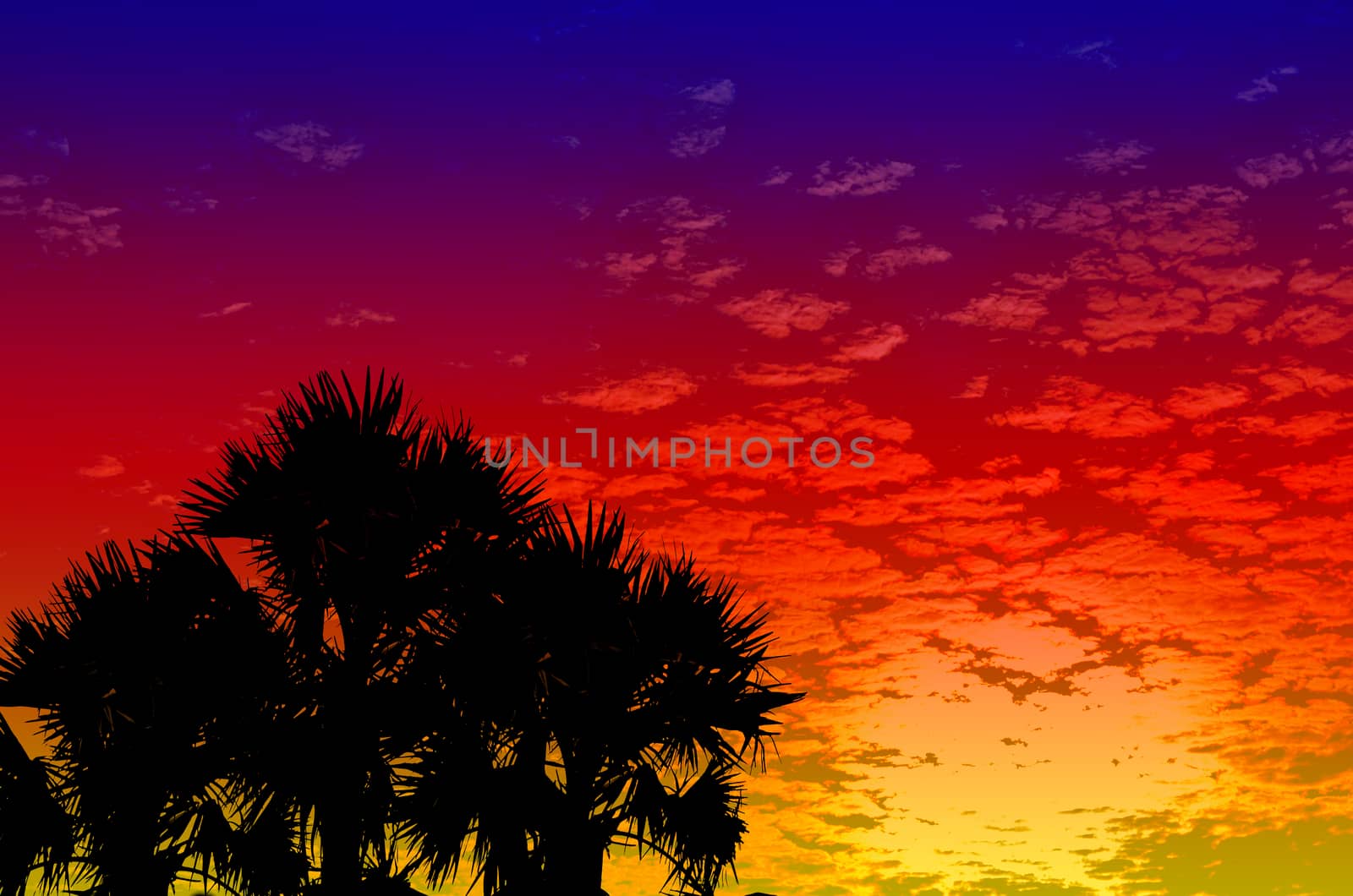 palm trees sunset golden blue sky backlight by raweenuttapong