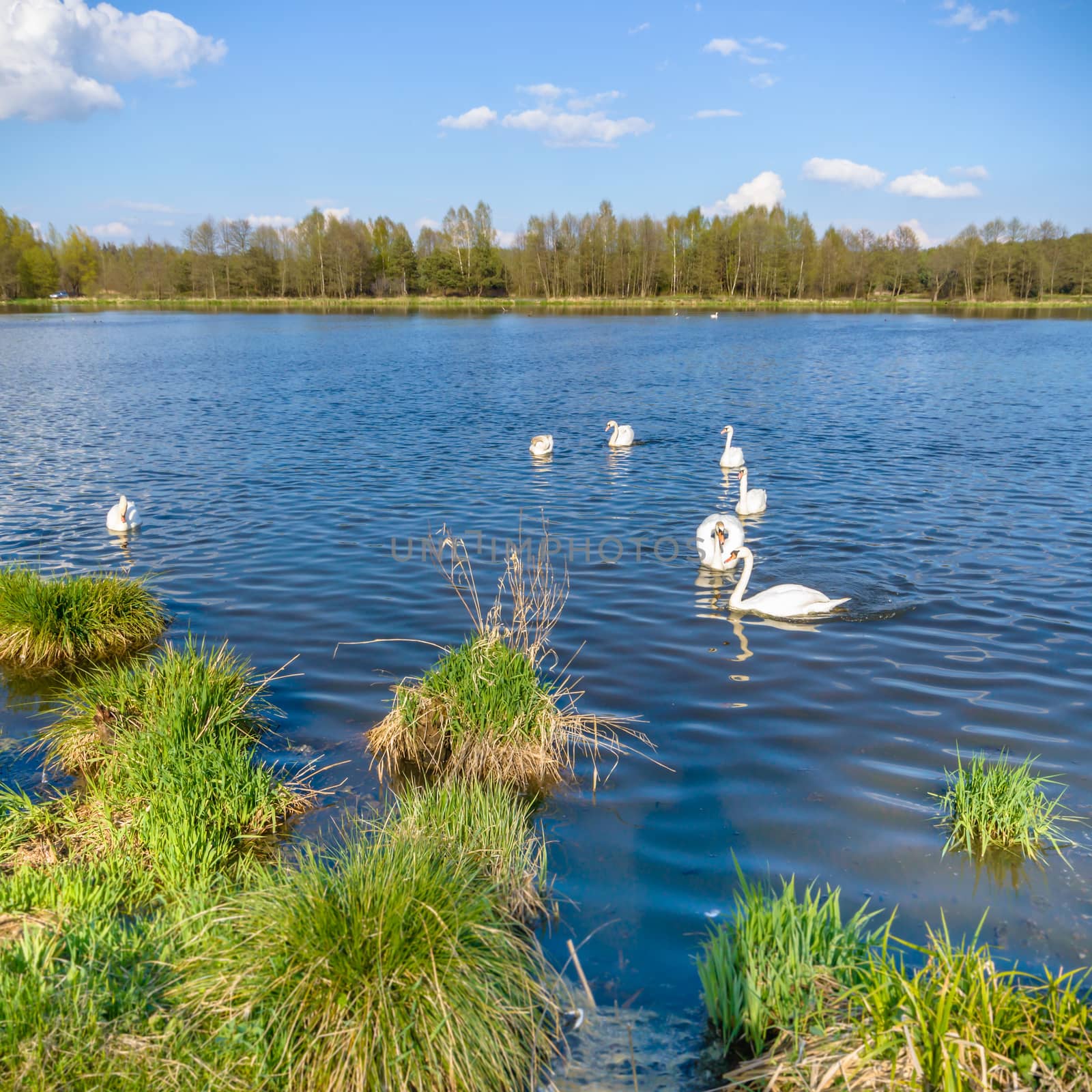 swan on blue lake in sunny day, swans on pond, nature series