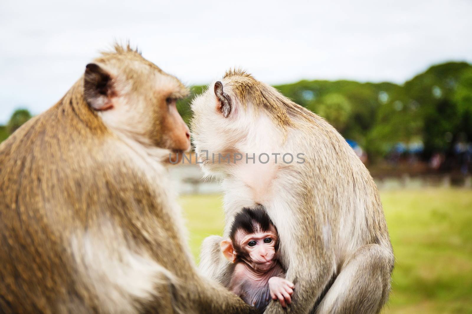 Family of monkeys by gorov108