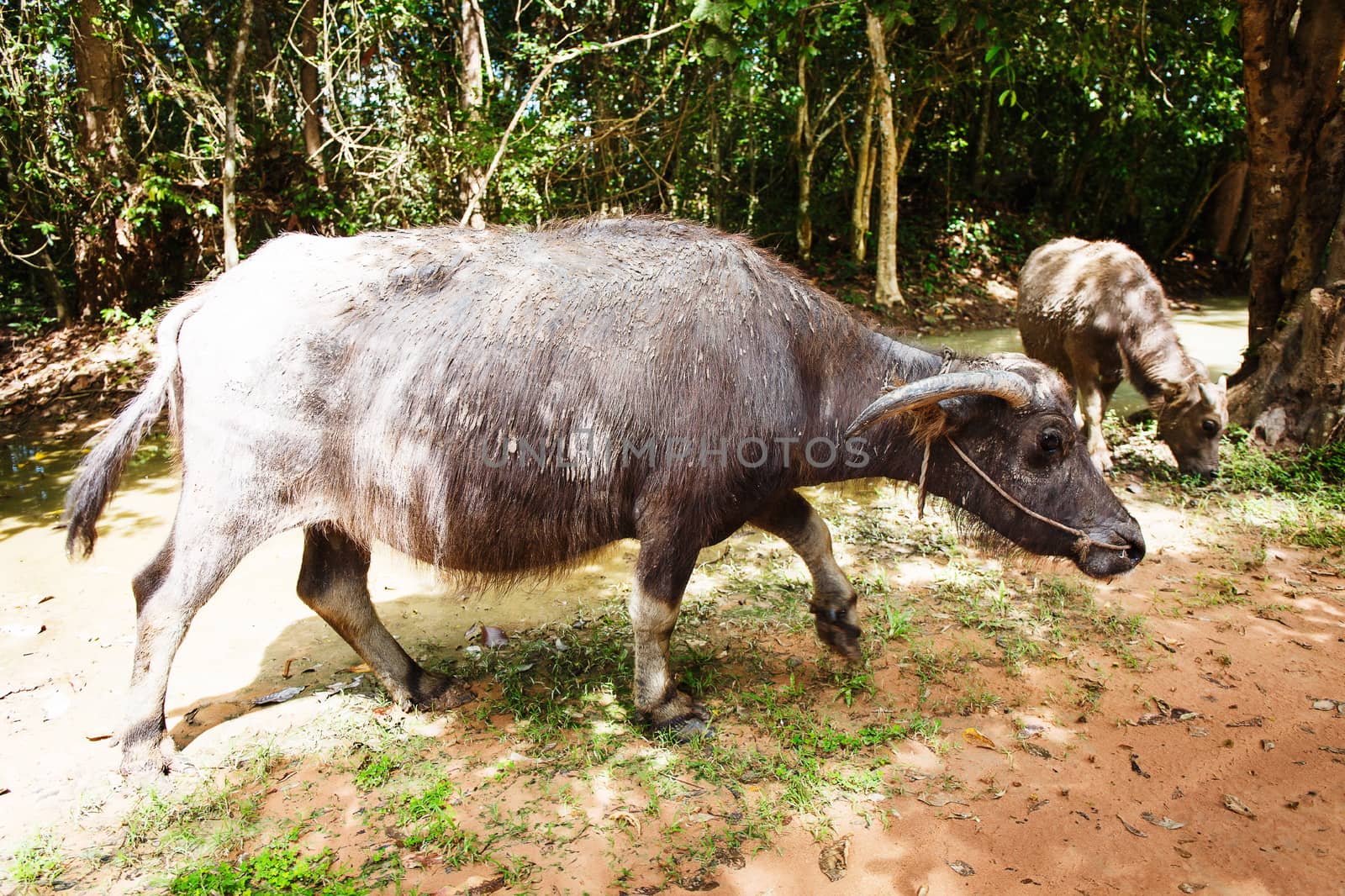 Water buffalo in a forest in asia. Cambodia.